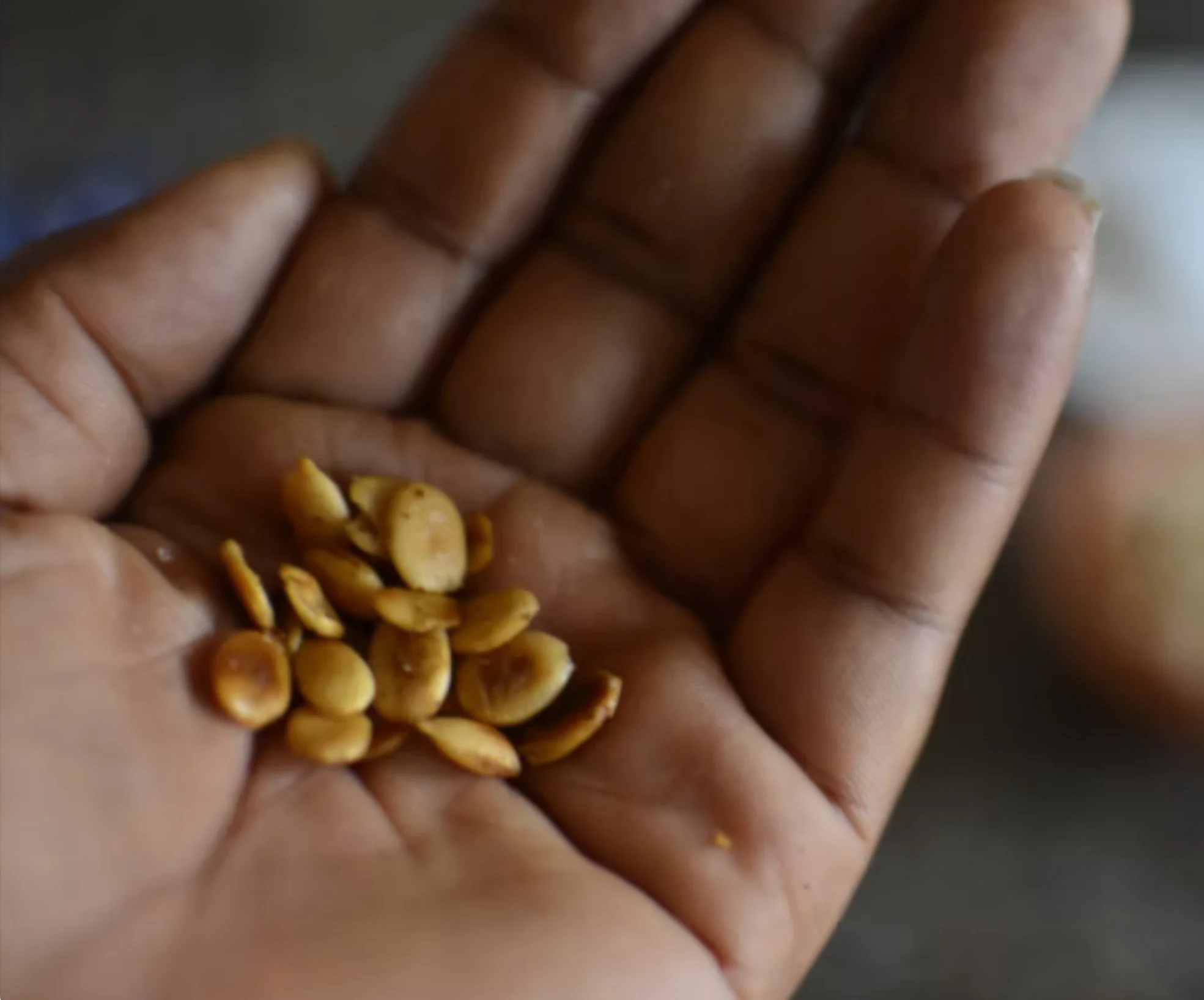 Egusi Melon Seeds in an African Seeds