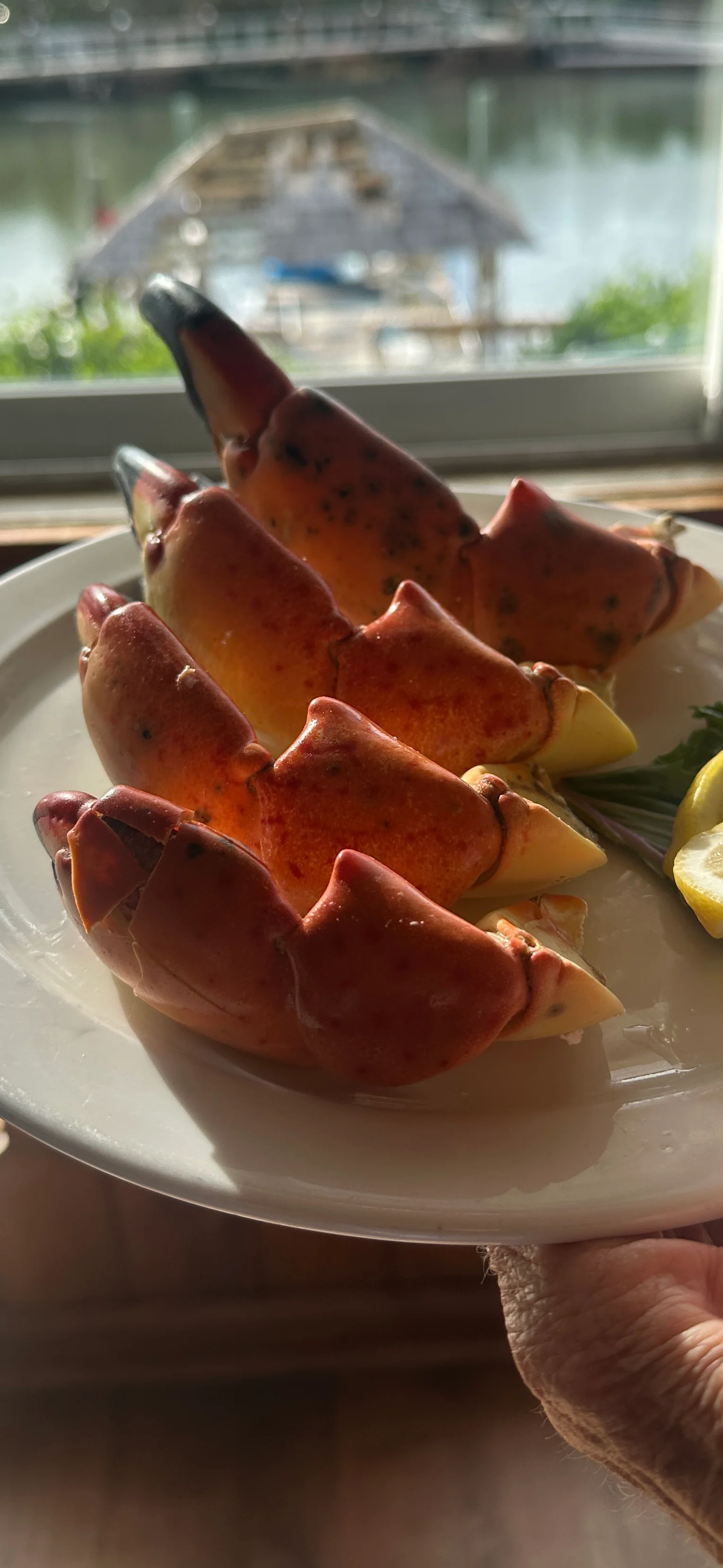 Fresh Florida stone crab claws served with lemon