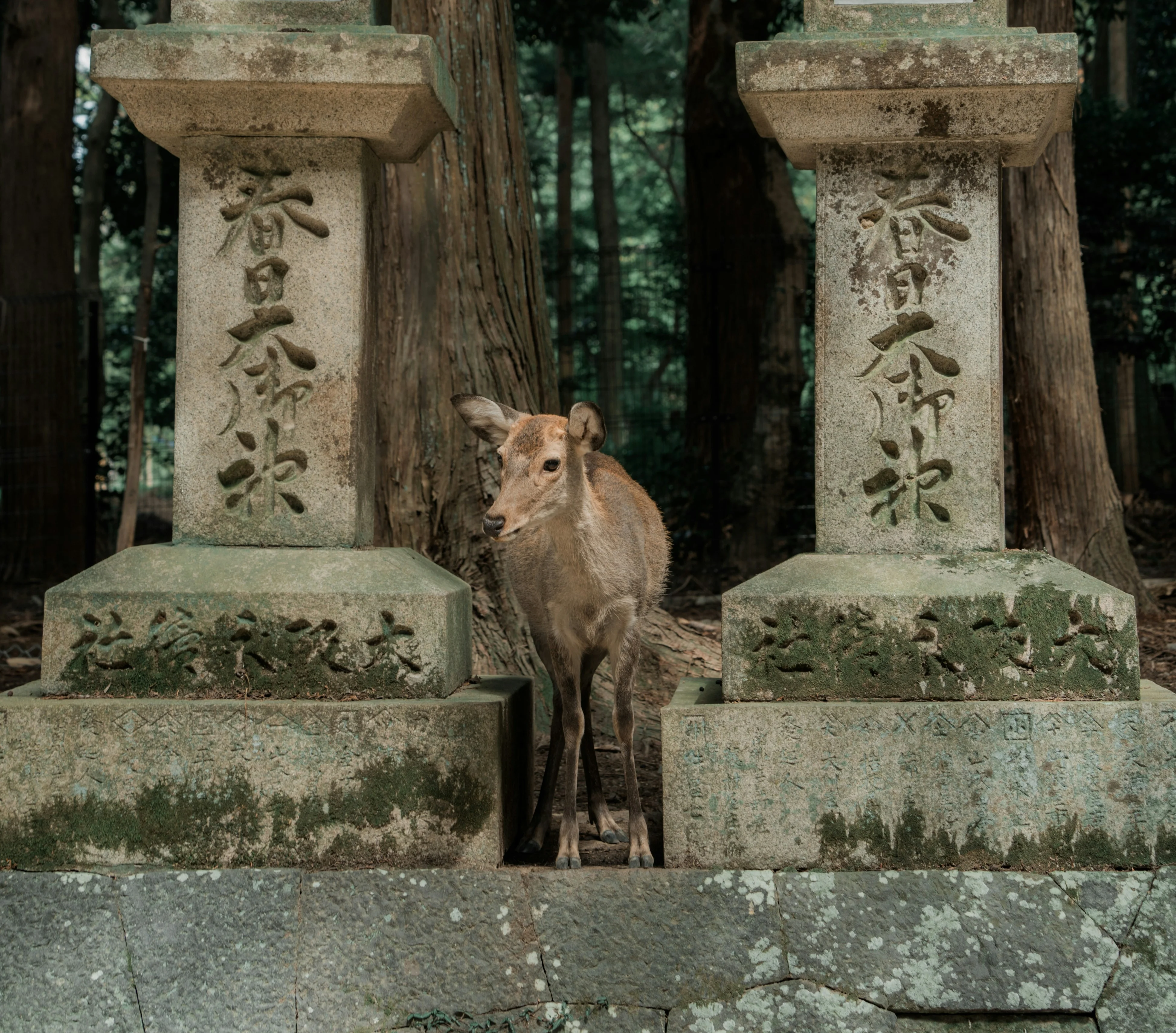 A deer standing between two stone lanterns in a forested area.