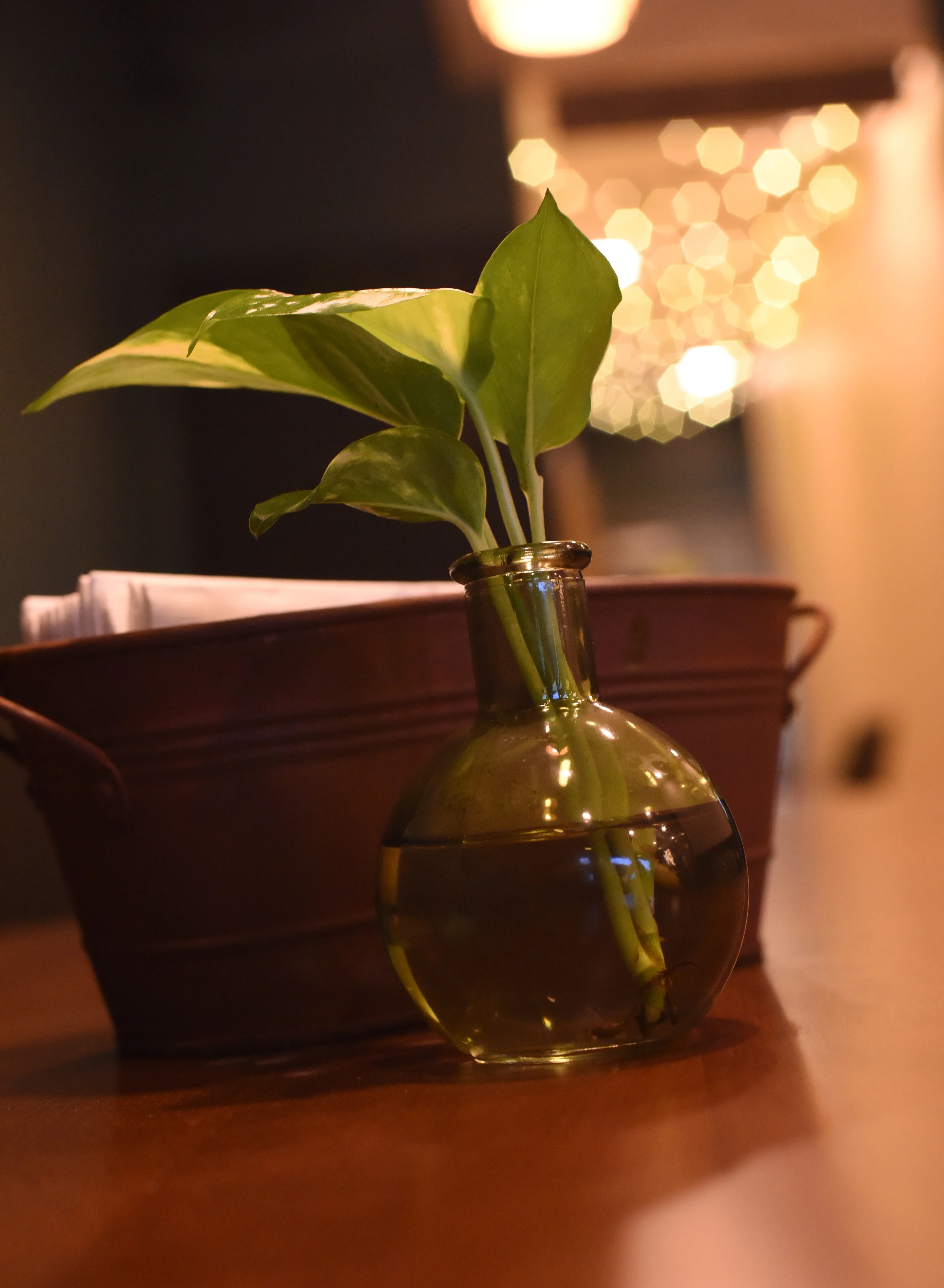 Green potted plant with warm bokeh lighting in a restaurant interior