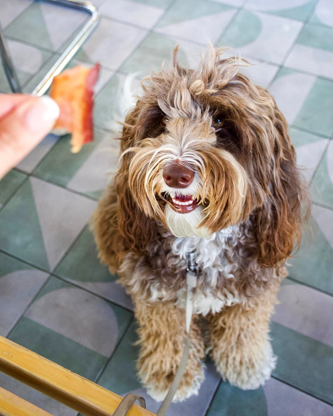 Happy dog eagerly waiting for a treat