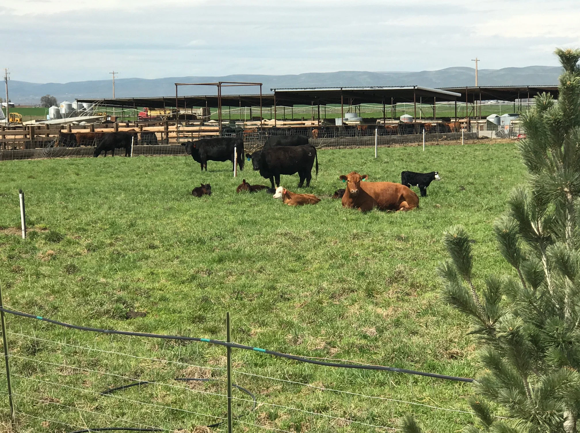 Cattle grazing peacefully in a green pasture on a farm