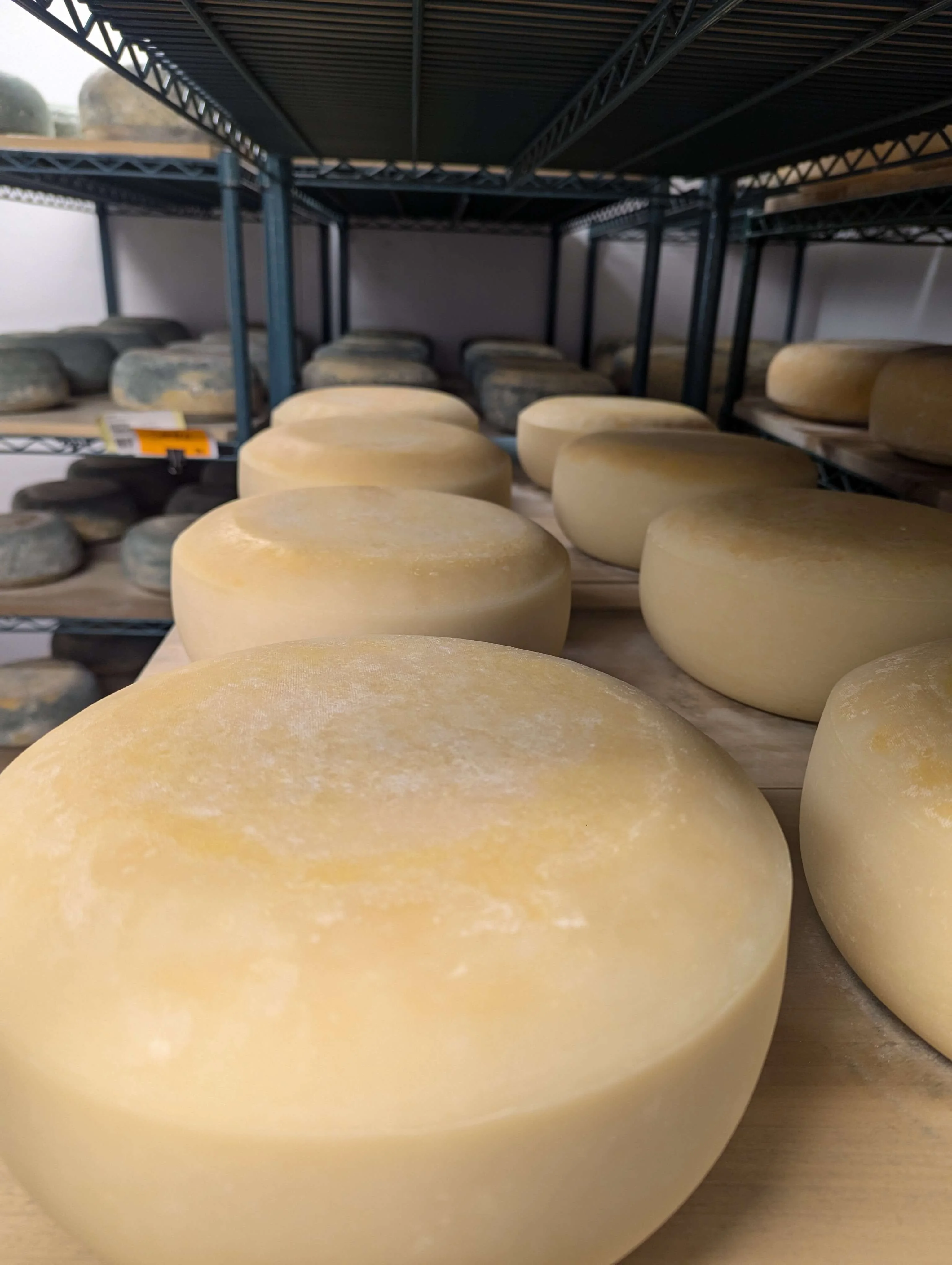 Aging cheese wheels in a cheese cellar