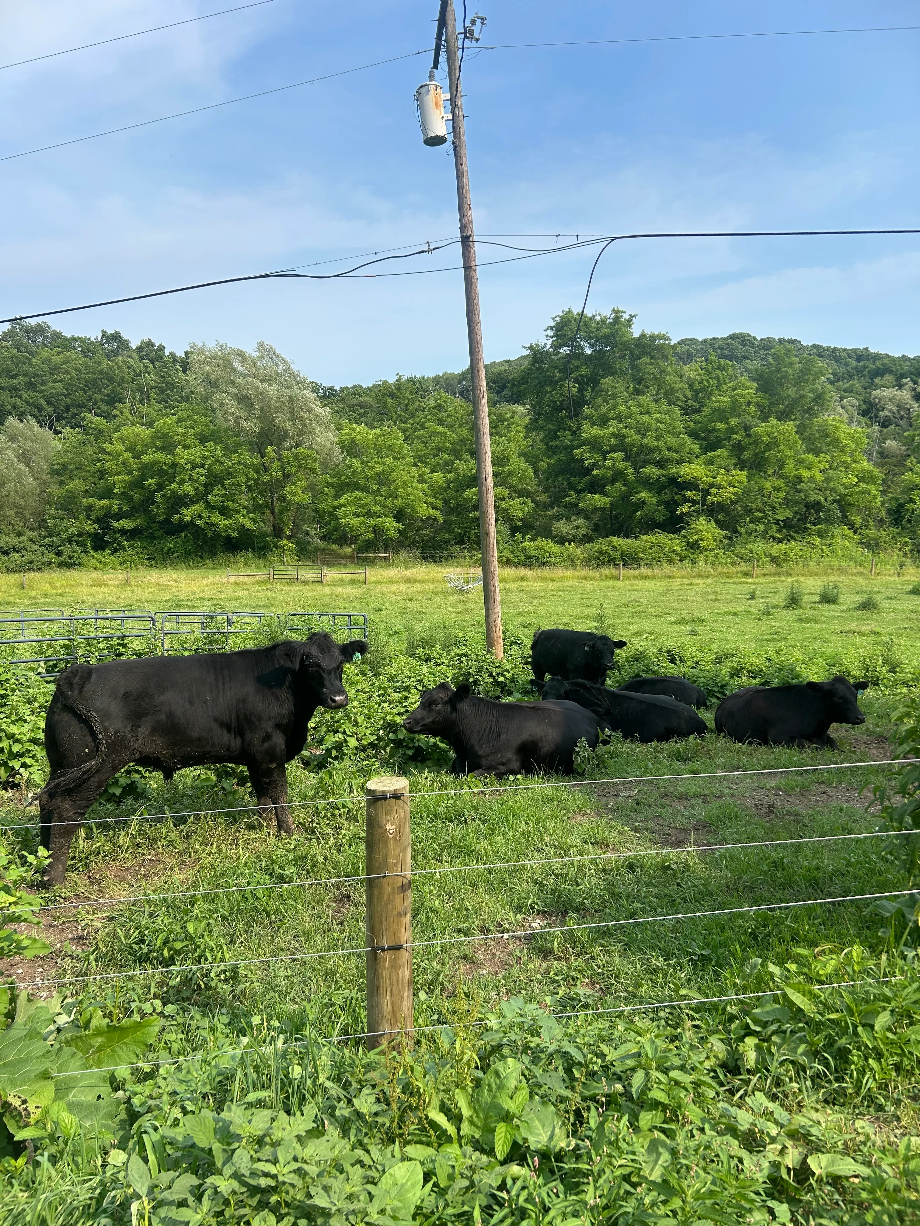 Black cattle grazing in a lush green pasture