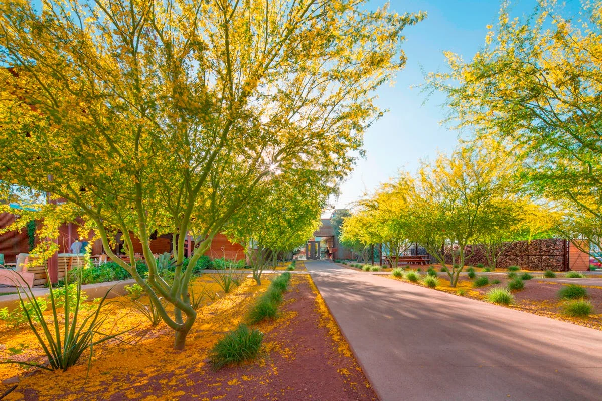 Scenic pathway lined with vibrant yellow trees and greenery