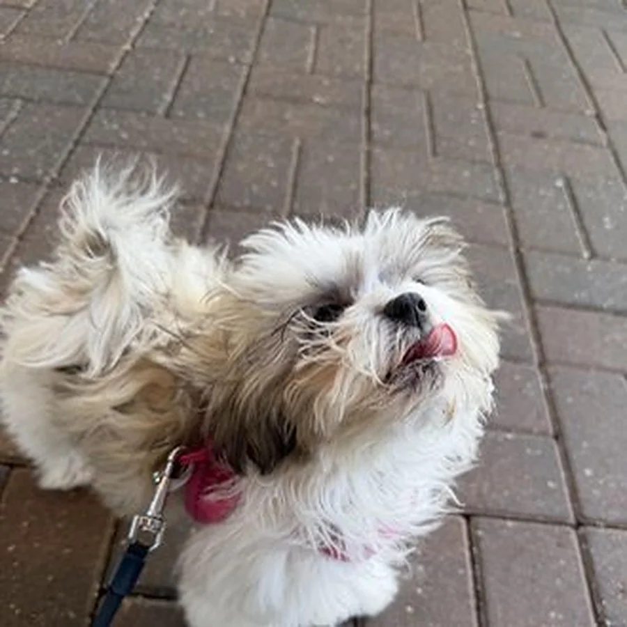 Dog on the pet-friendly patio at Naples Flatbread Kitchen & Bar, Estero FL