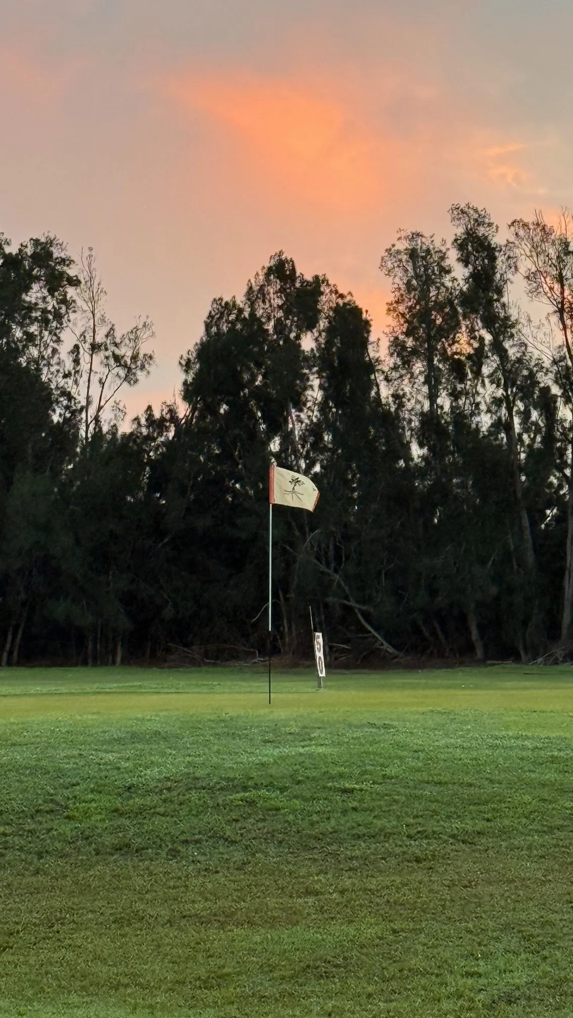 Golf course flag at sunset with trees in the background