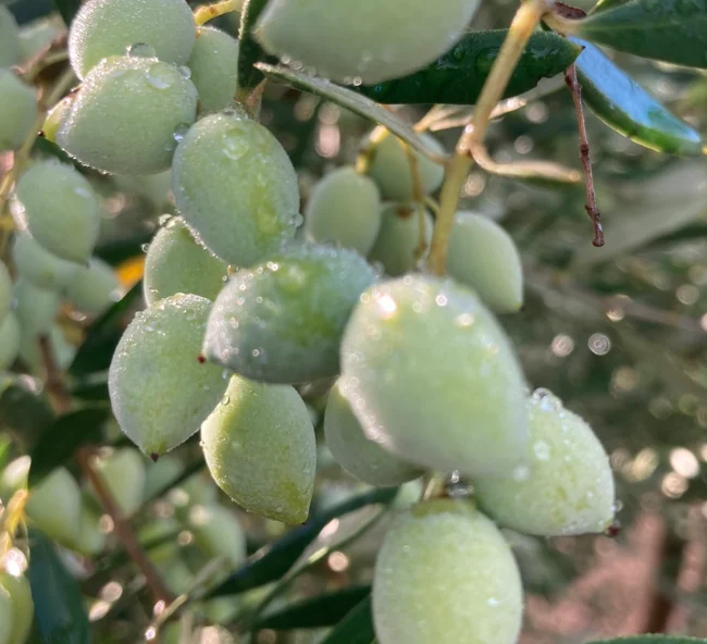 Fresh green olives glistening with dew on the tree