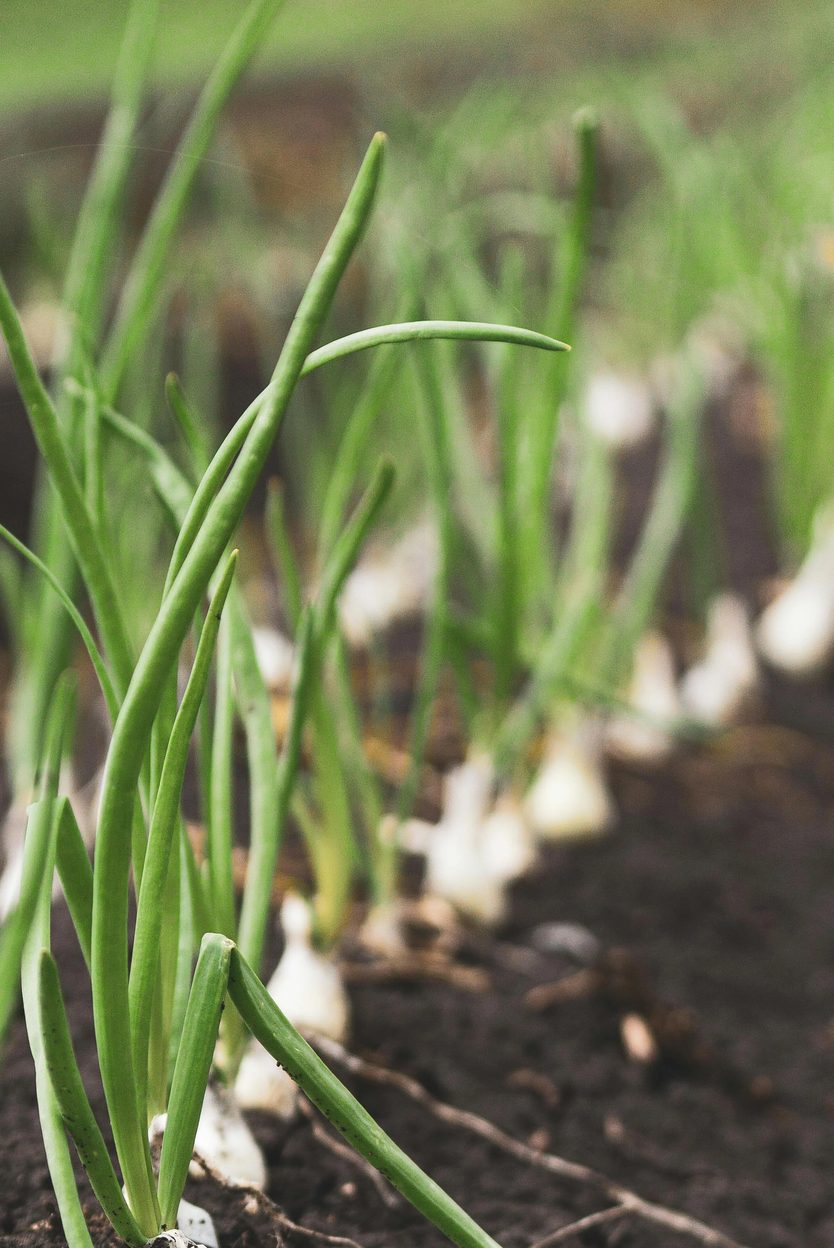 Fresh green onions growing in a farm field
