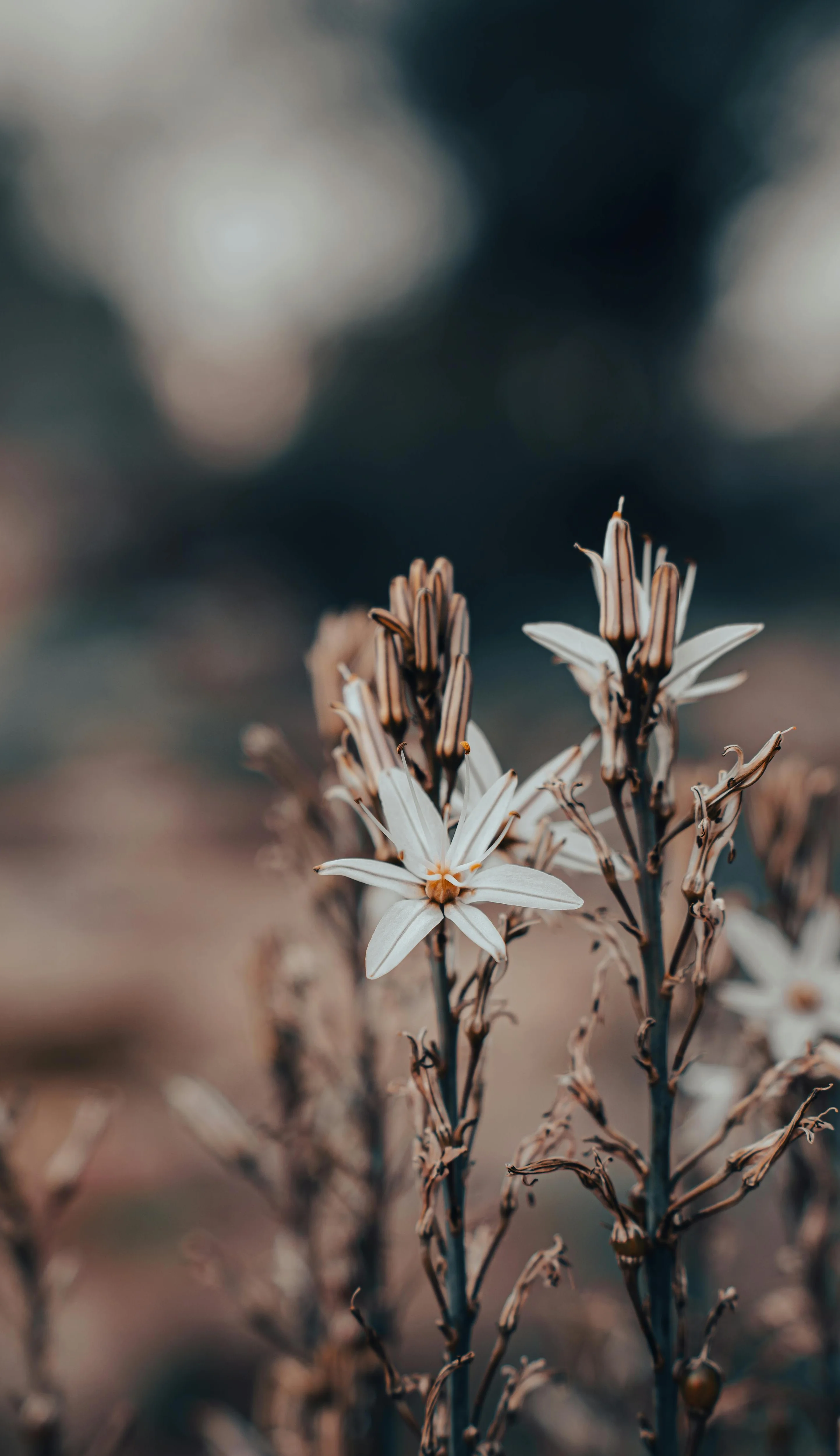 Delicate white flowers blooming in a natural setting