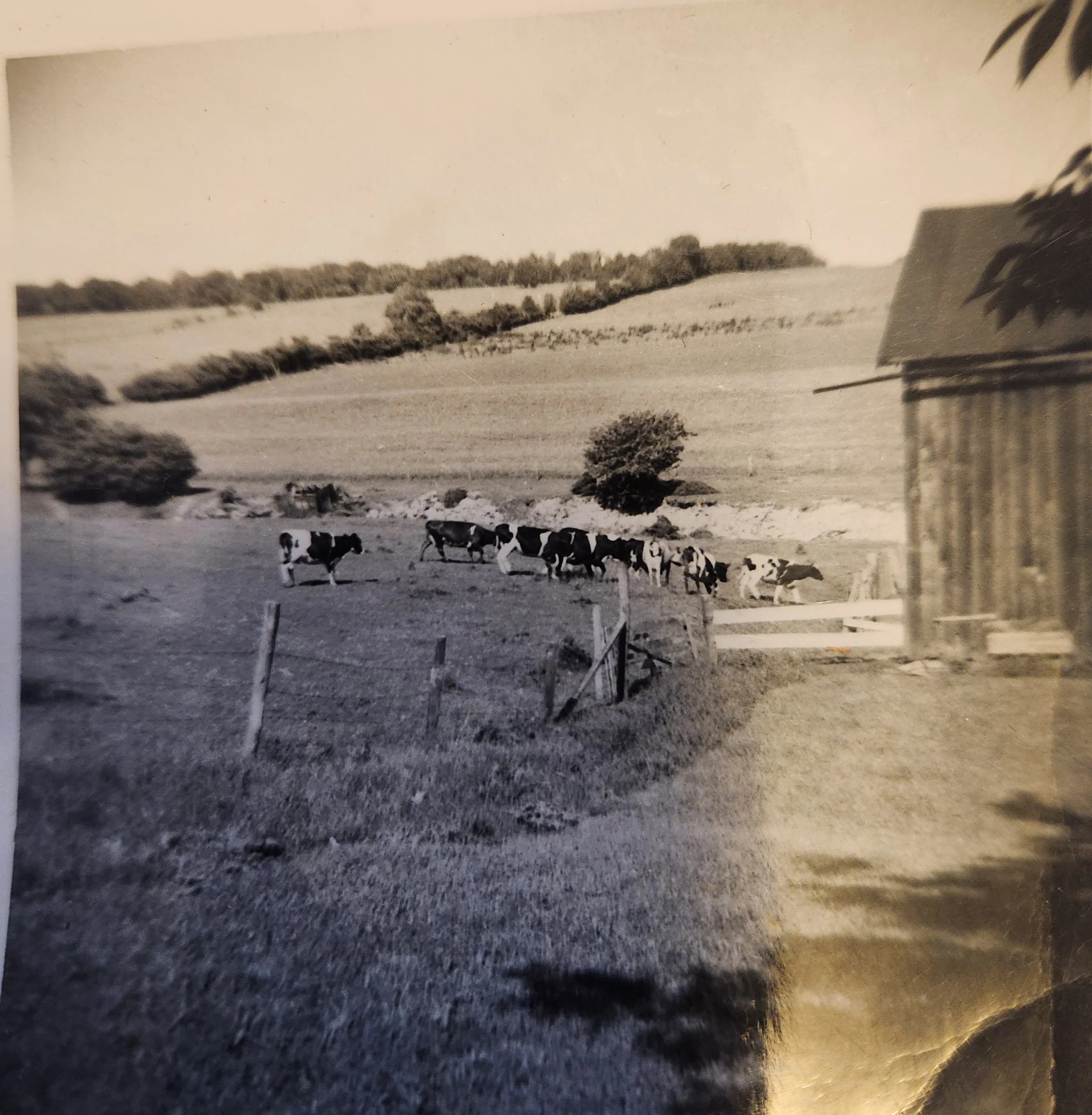Black and white photo of cows grazing in a rural landscape