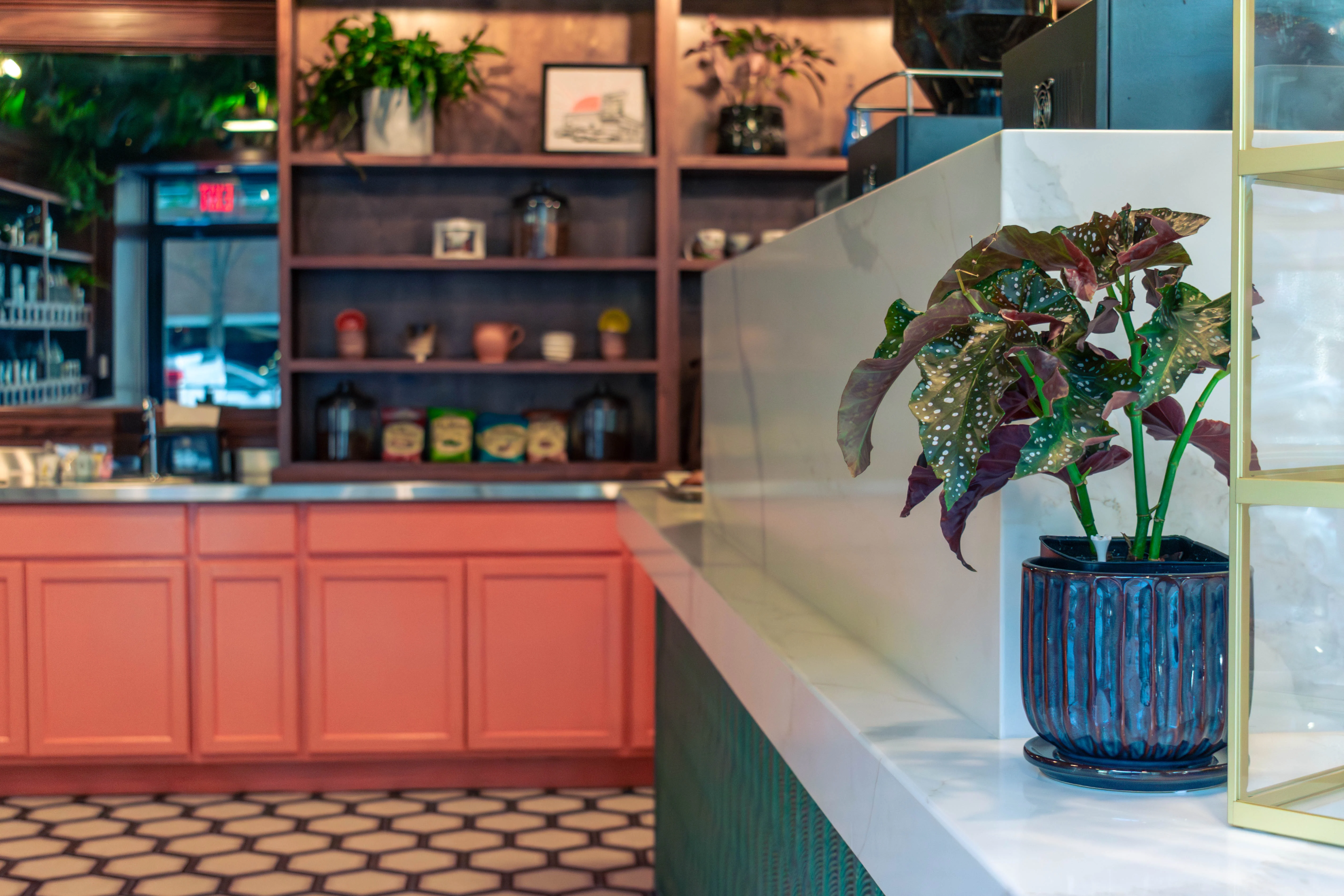 Wide shot of the coffee shop with a plant in the foreground