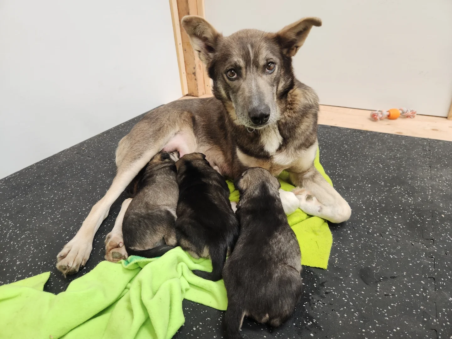 Mama Rivet with Puppies