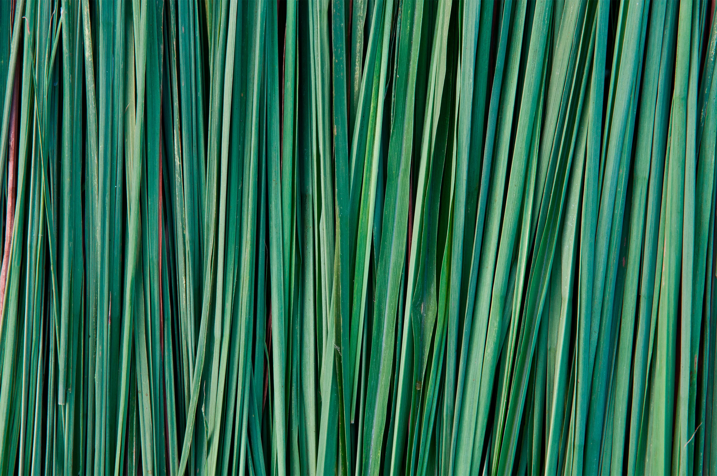 Serai Louisville - Lemongrass