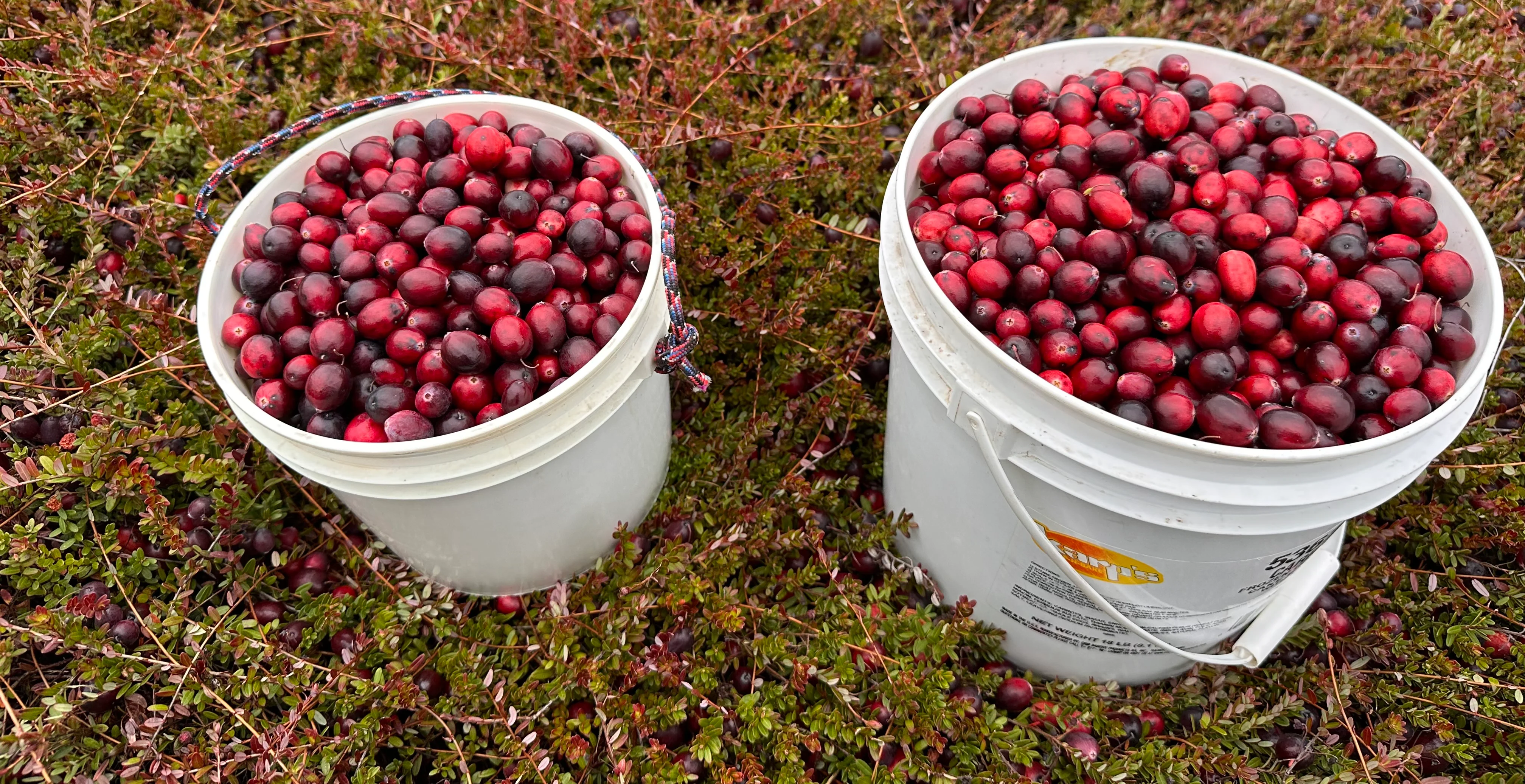 Buckets of freshly harvested cranberries in a bog