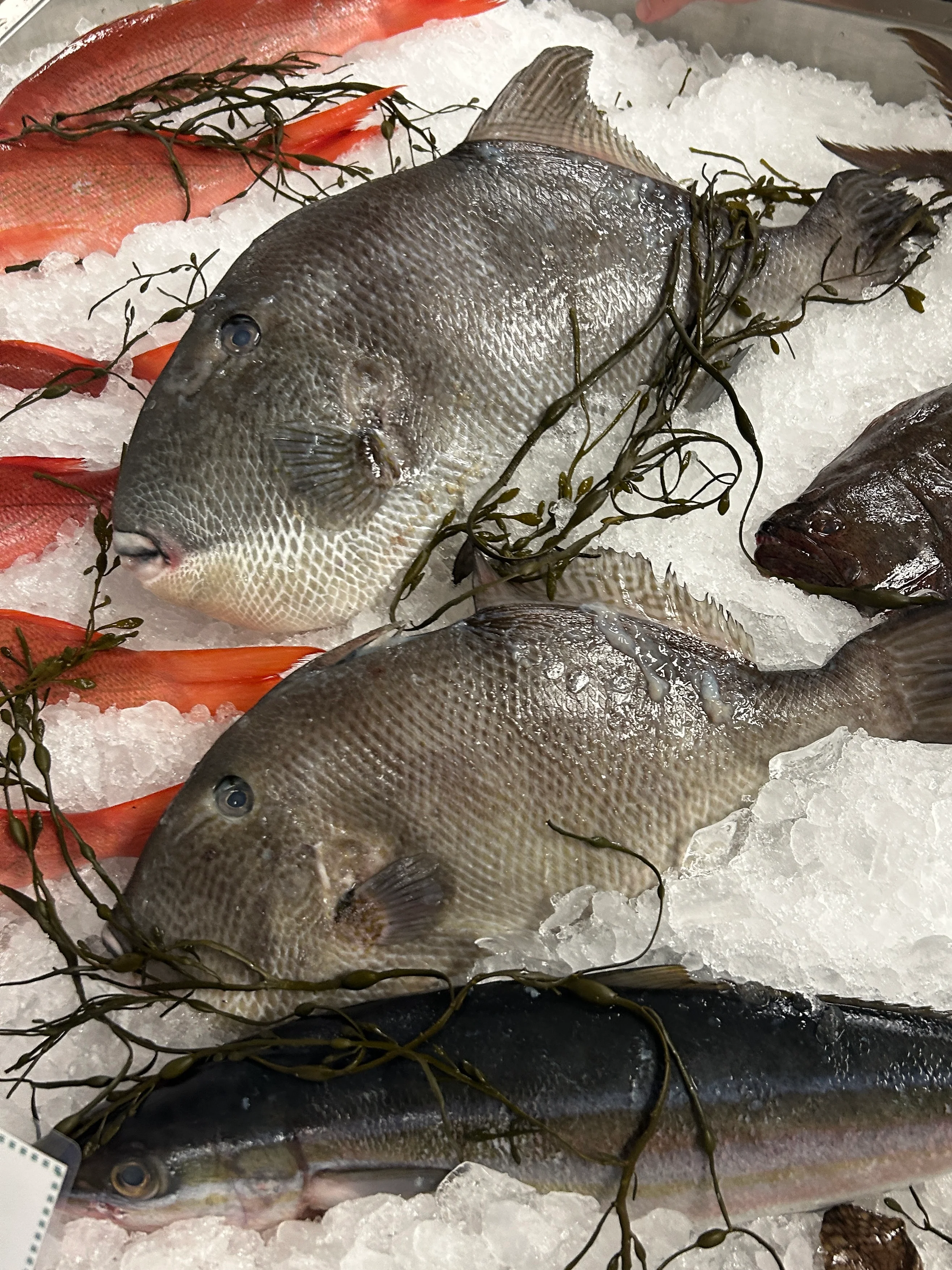Fresh seafood display with whole fish on ice