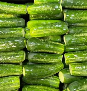 Fresh cucumbers prepared for pickling