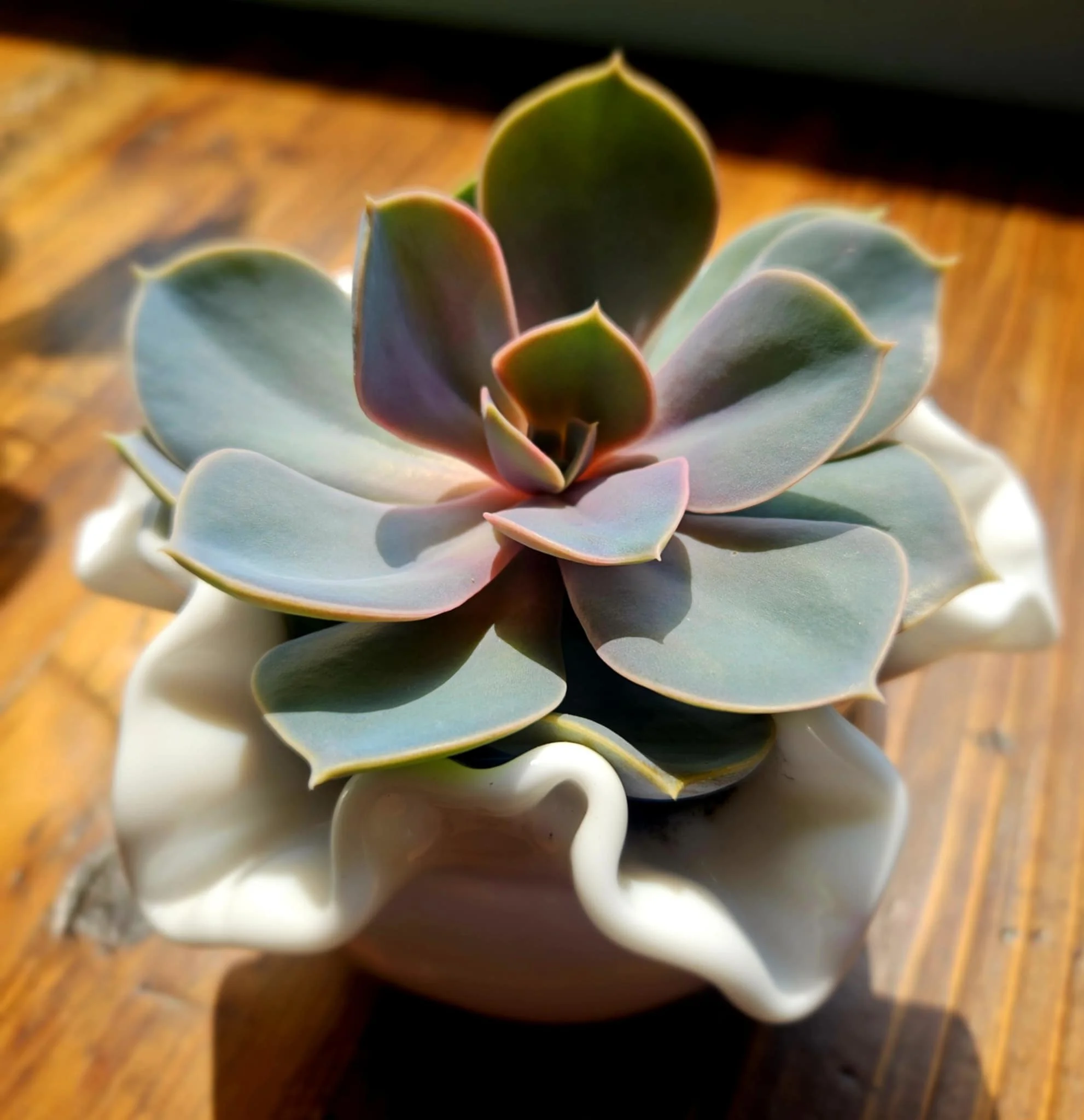 Succulent plant in a decorative white pot