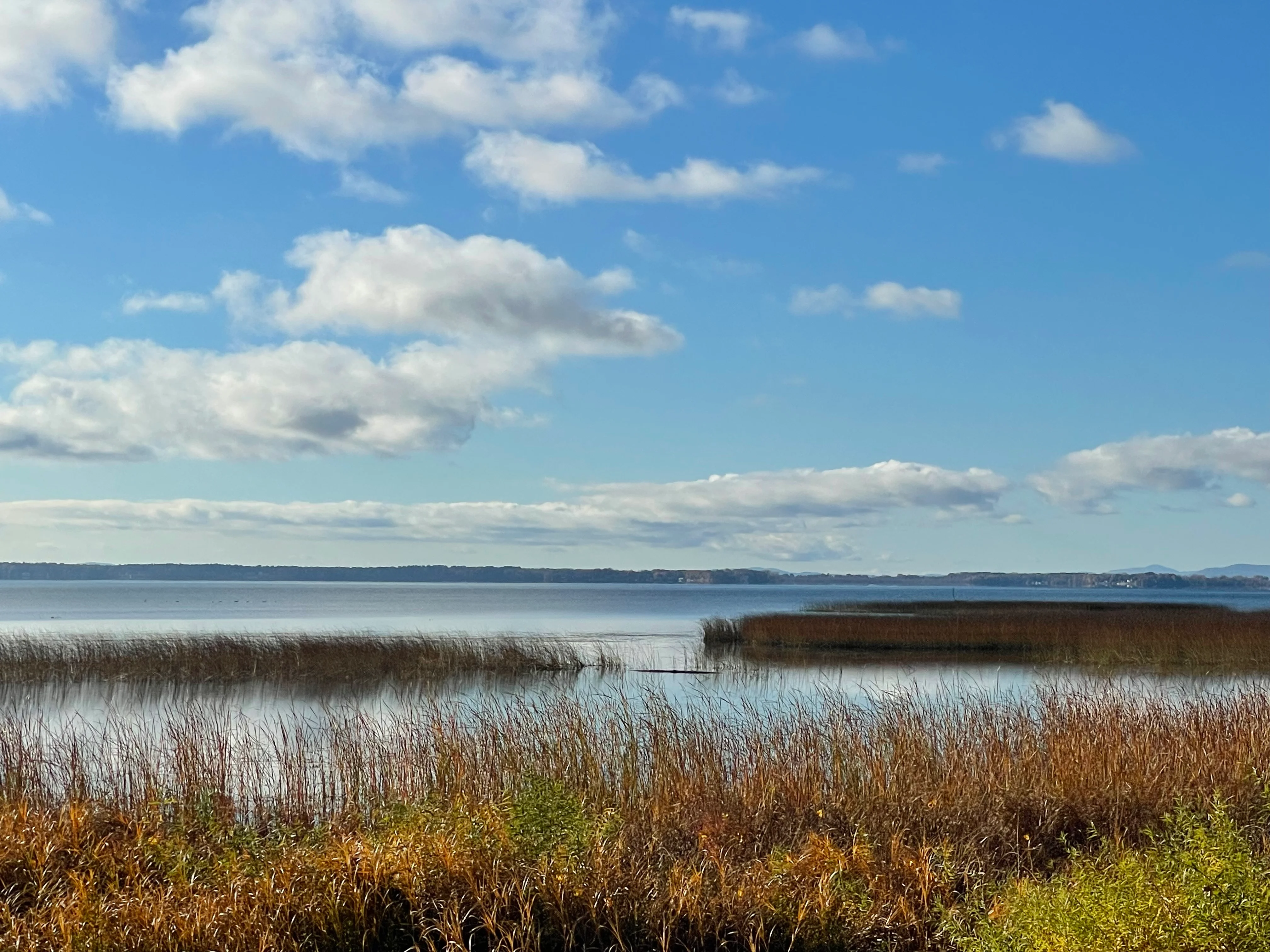Scenic view of calm lake with reeds and blue sky