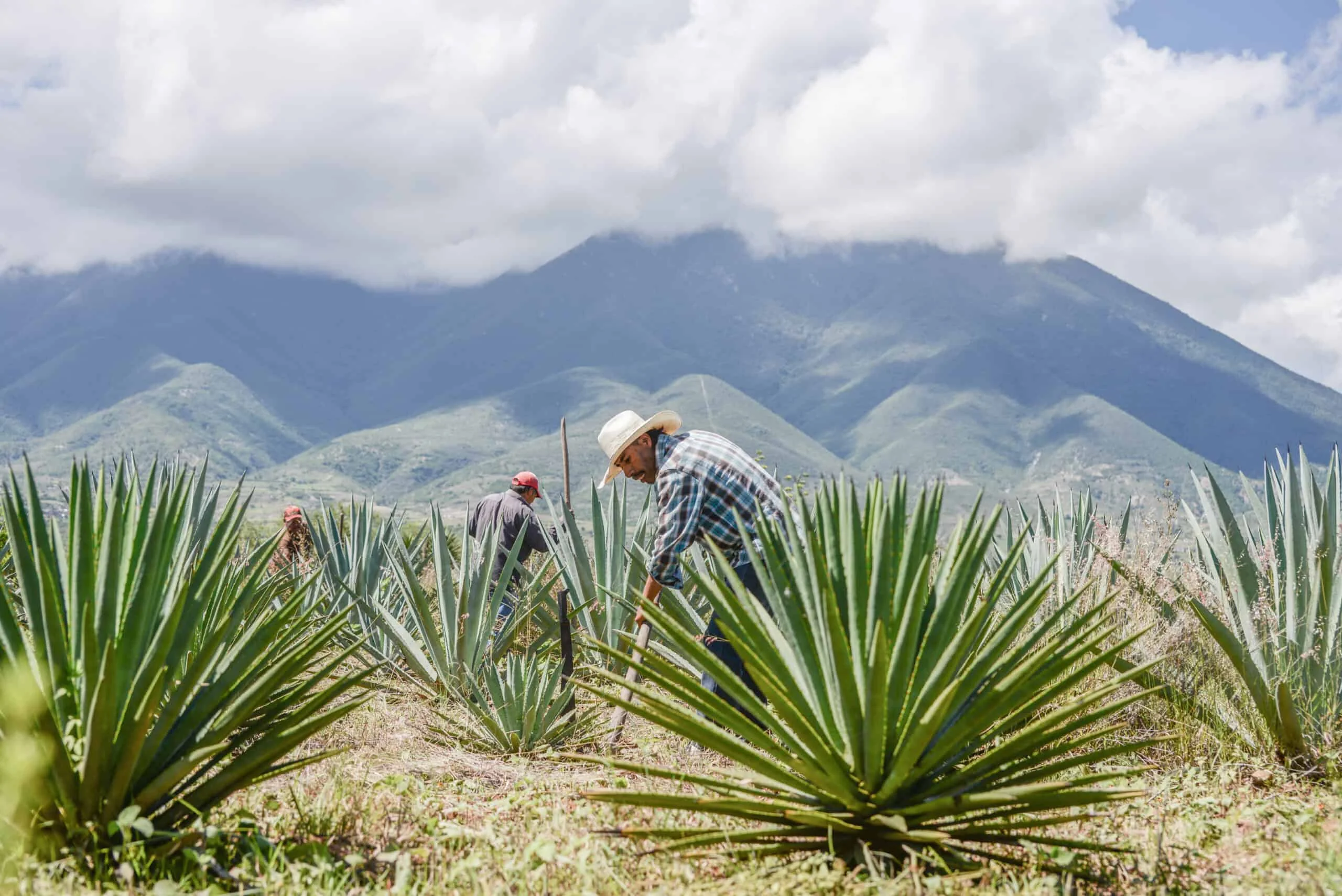 Agave field workers harvesting plants in mountainous landscape