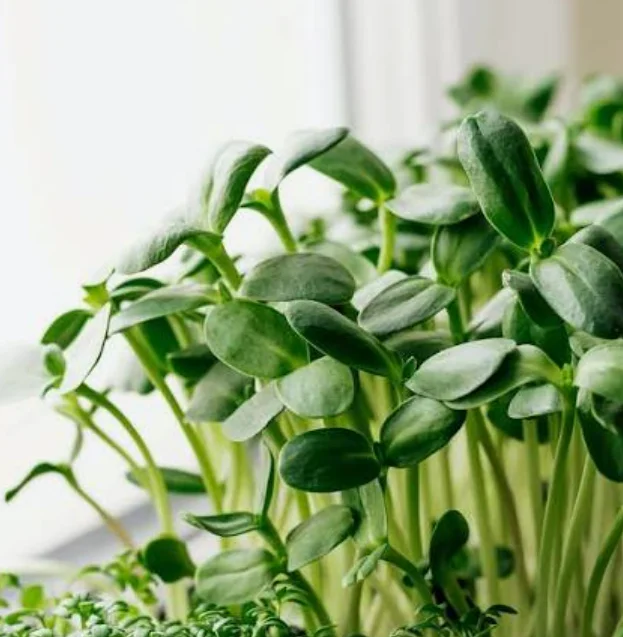 Fresh green sprouts growing in sunlight by a window