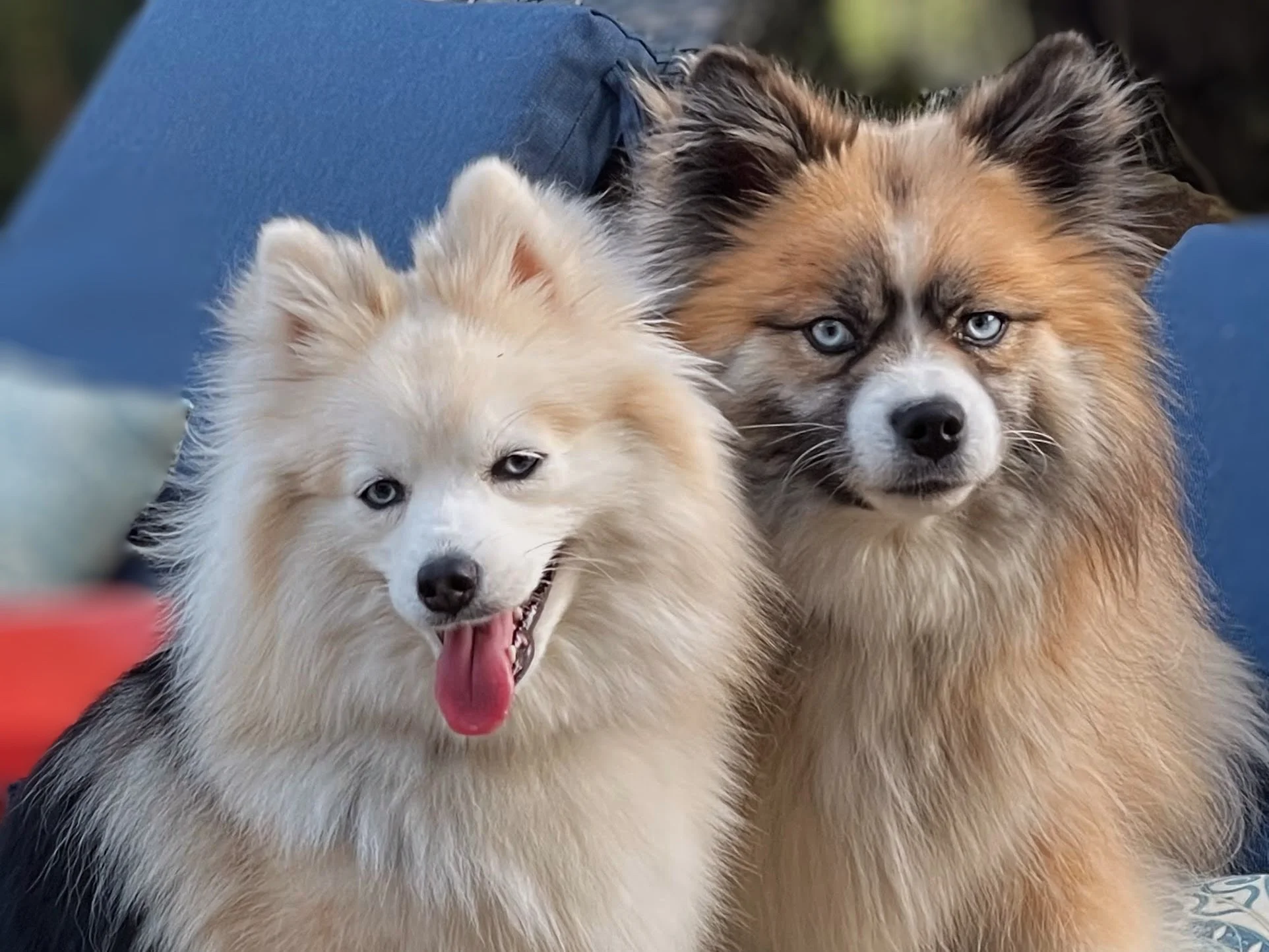 Two fluffy dogs posing together outdoors