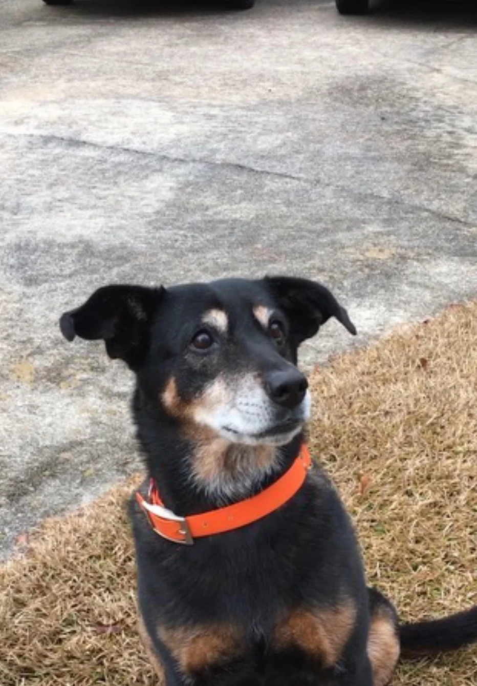 Black and tan dog sitting on grass with an orange collar