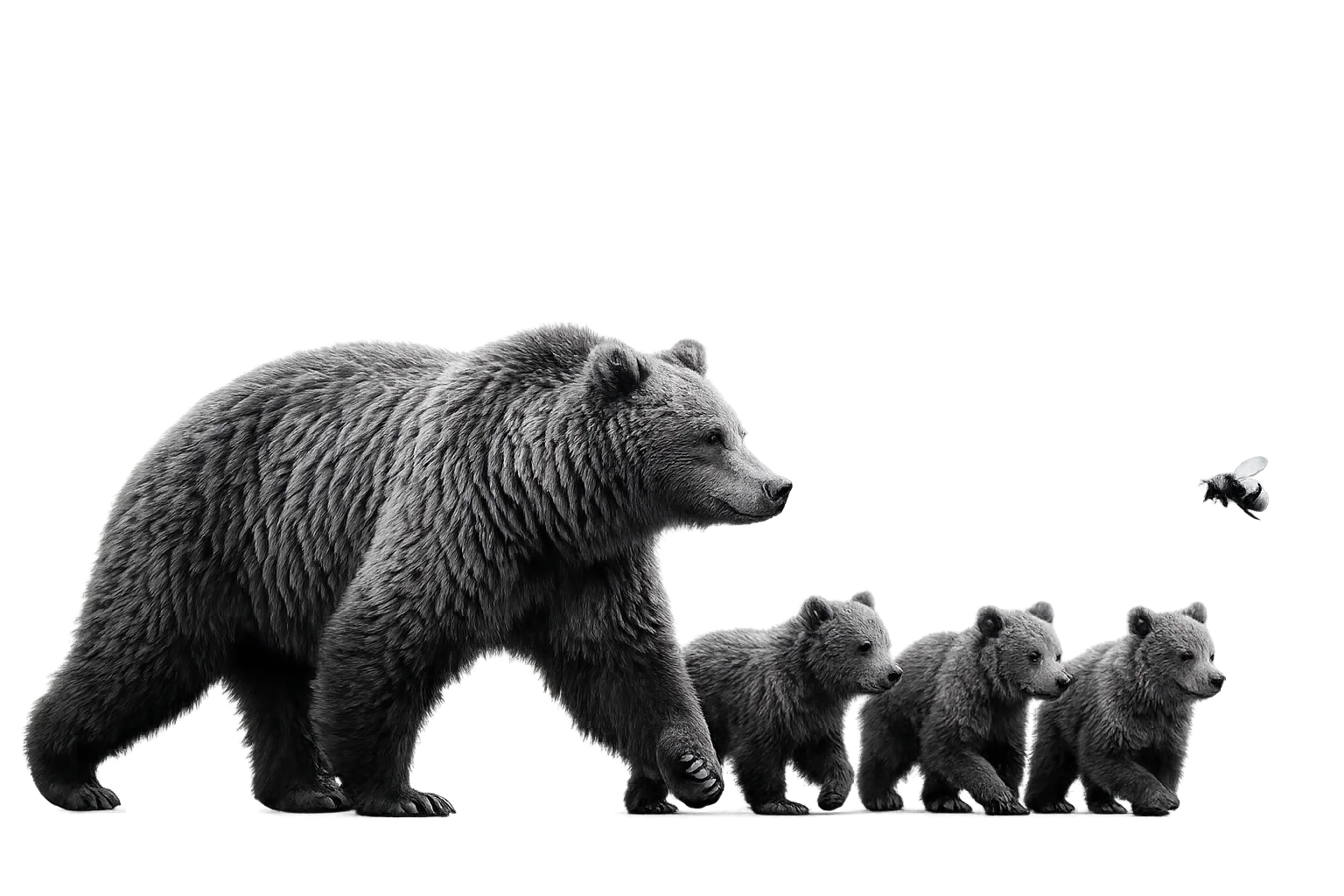 A mother bear walking with three cubs in a black and white style