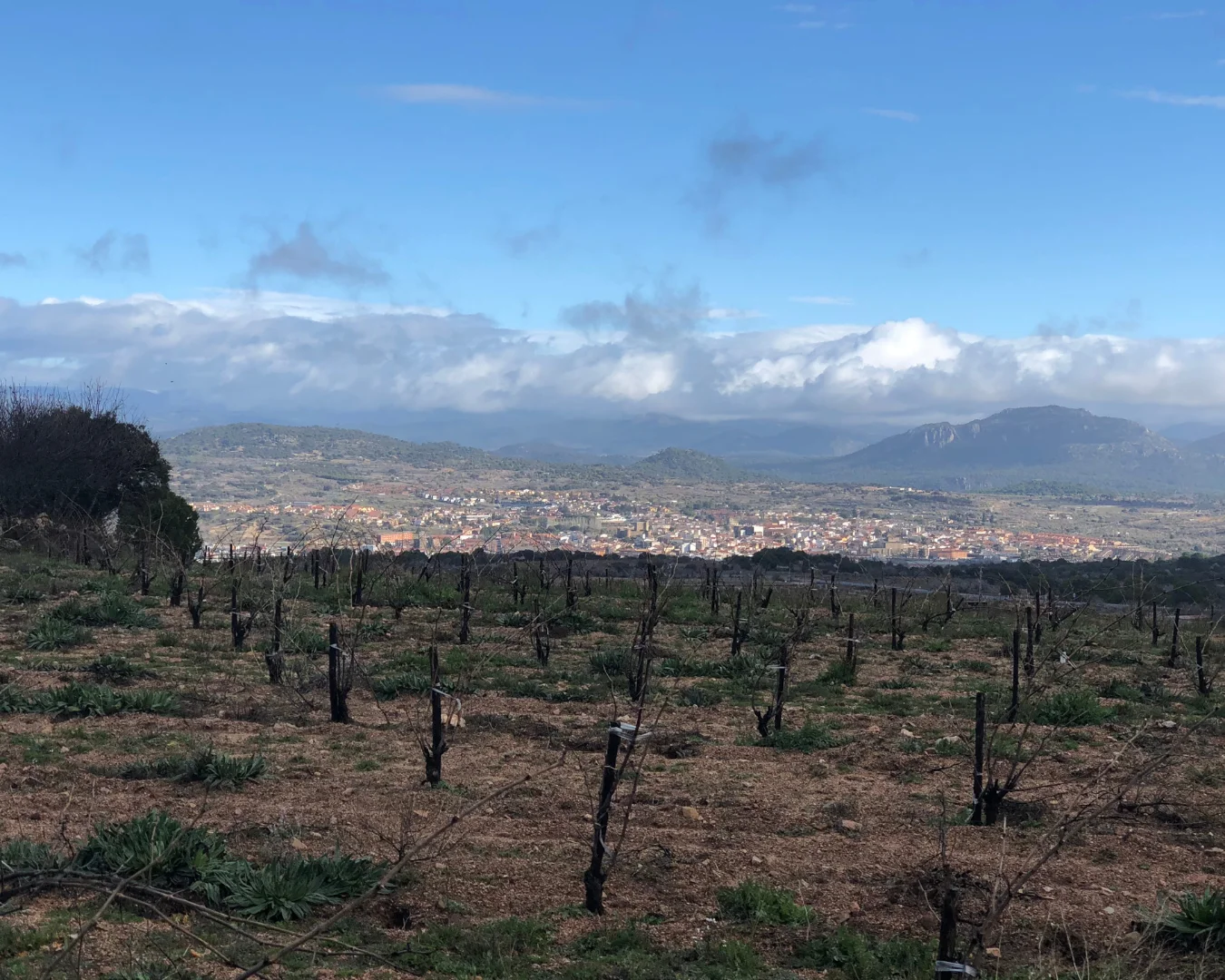 Scenic view of vineyards and mountains under a blue sky