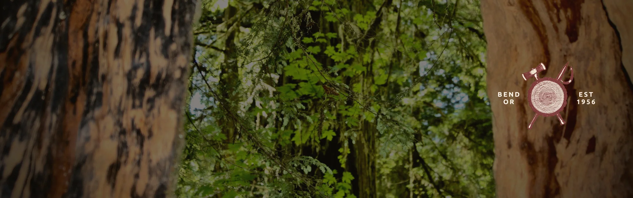 Scenic view of lush forest with rustic branding