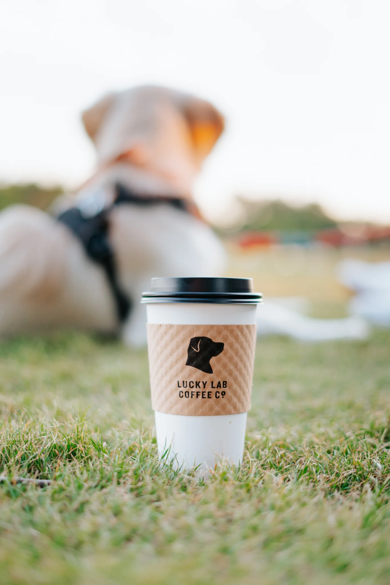 Coffee cup in a park with a dog in the background