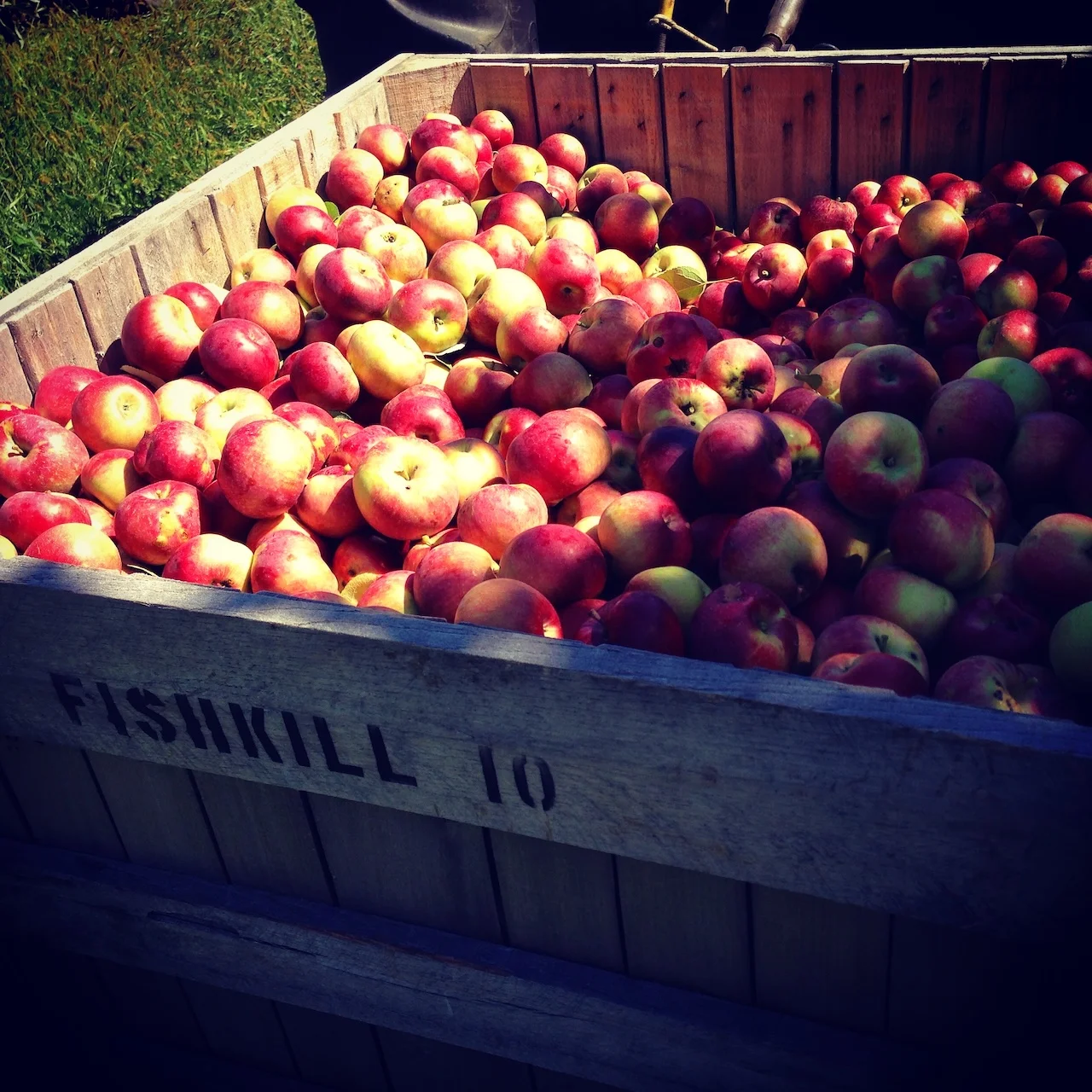 Freshly harvested apples in a wooden crate