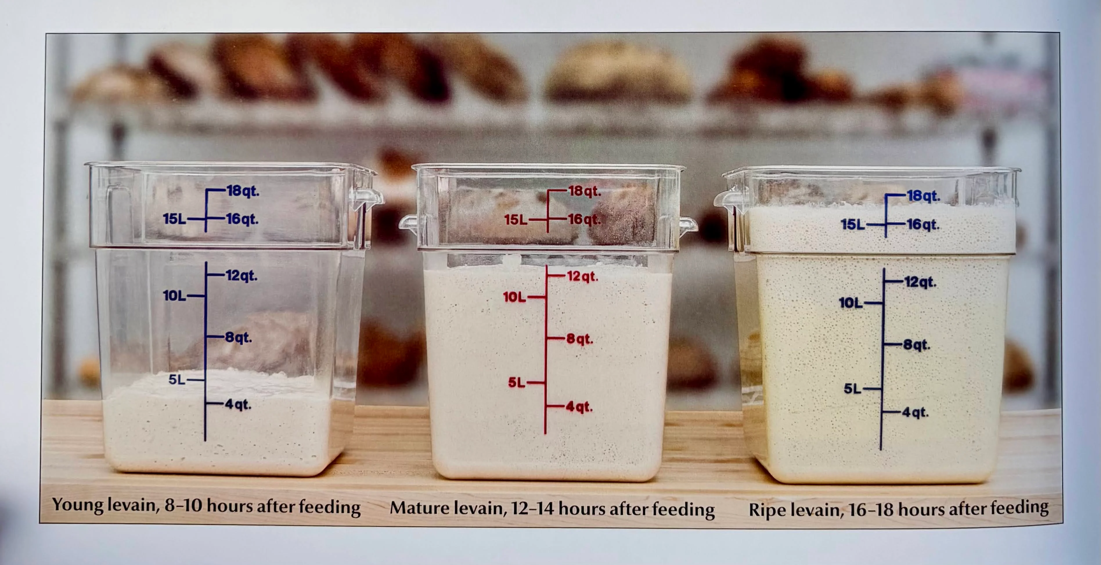 Different stages of leavening for bread making in clear containers