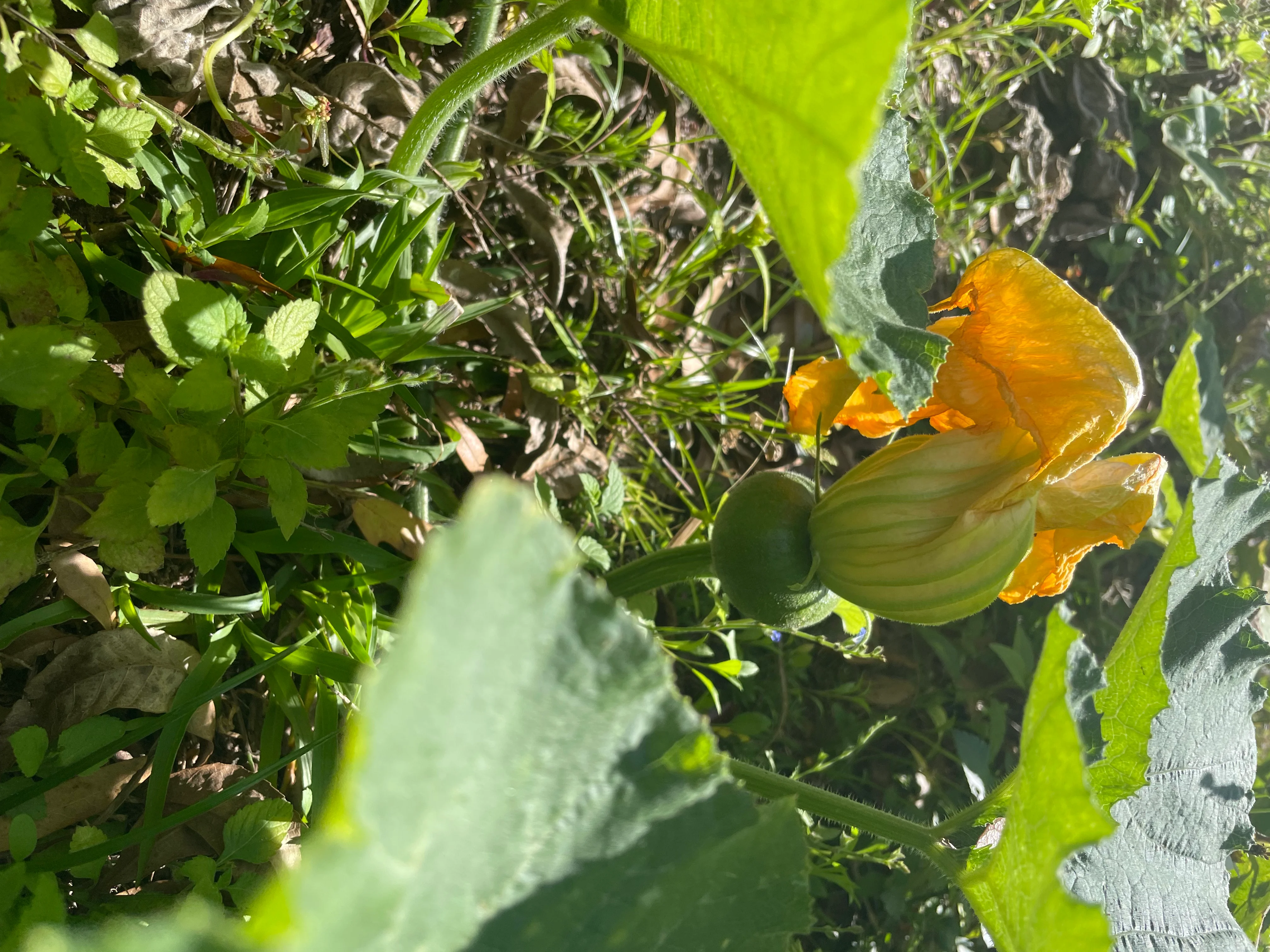 Vibrant squash blossom with young fruit in a garden