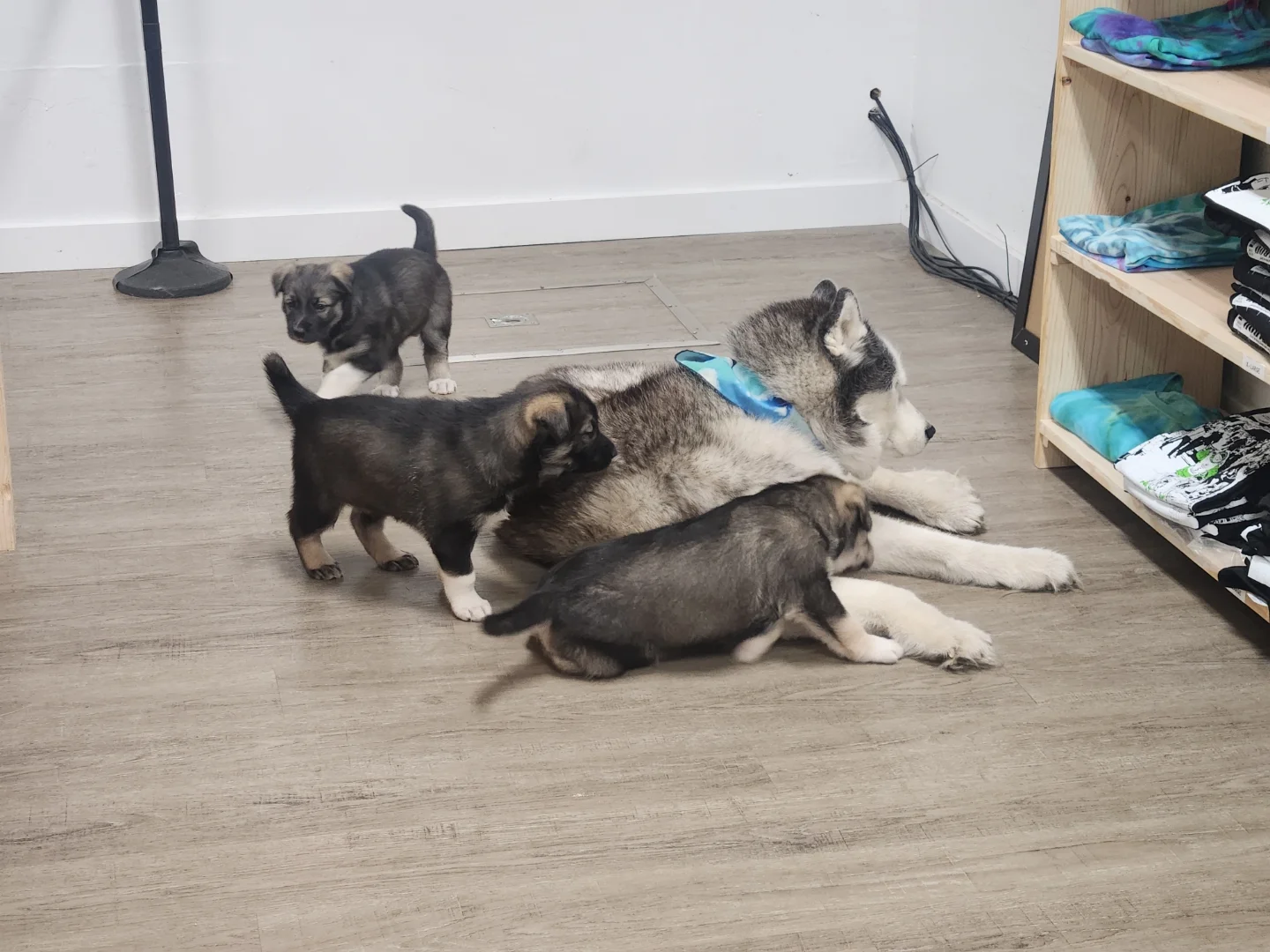 Puppies with Sky