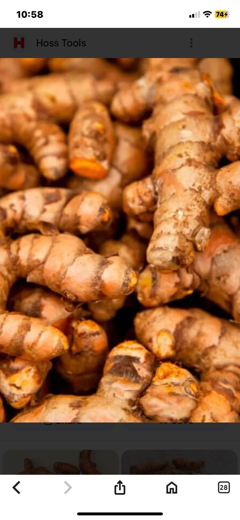 Fresh turmeric roots ready for culinary use