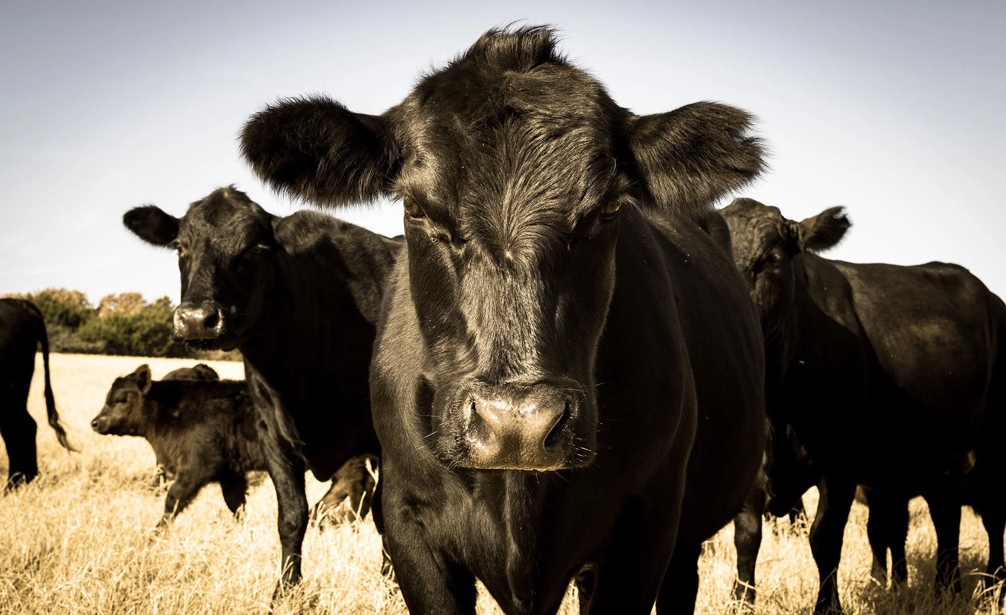 Herd of black cows grazing in a sunny field