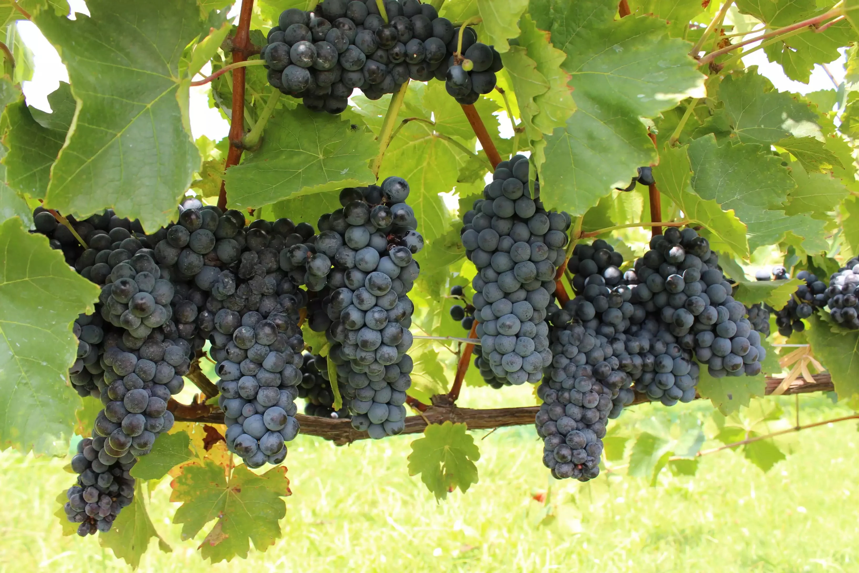 Bunches of ripe black grapes on the vine