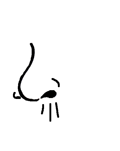 Artistic sketch of a cat's nose with whiskers