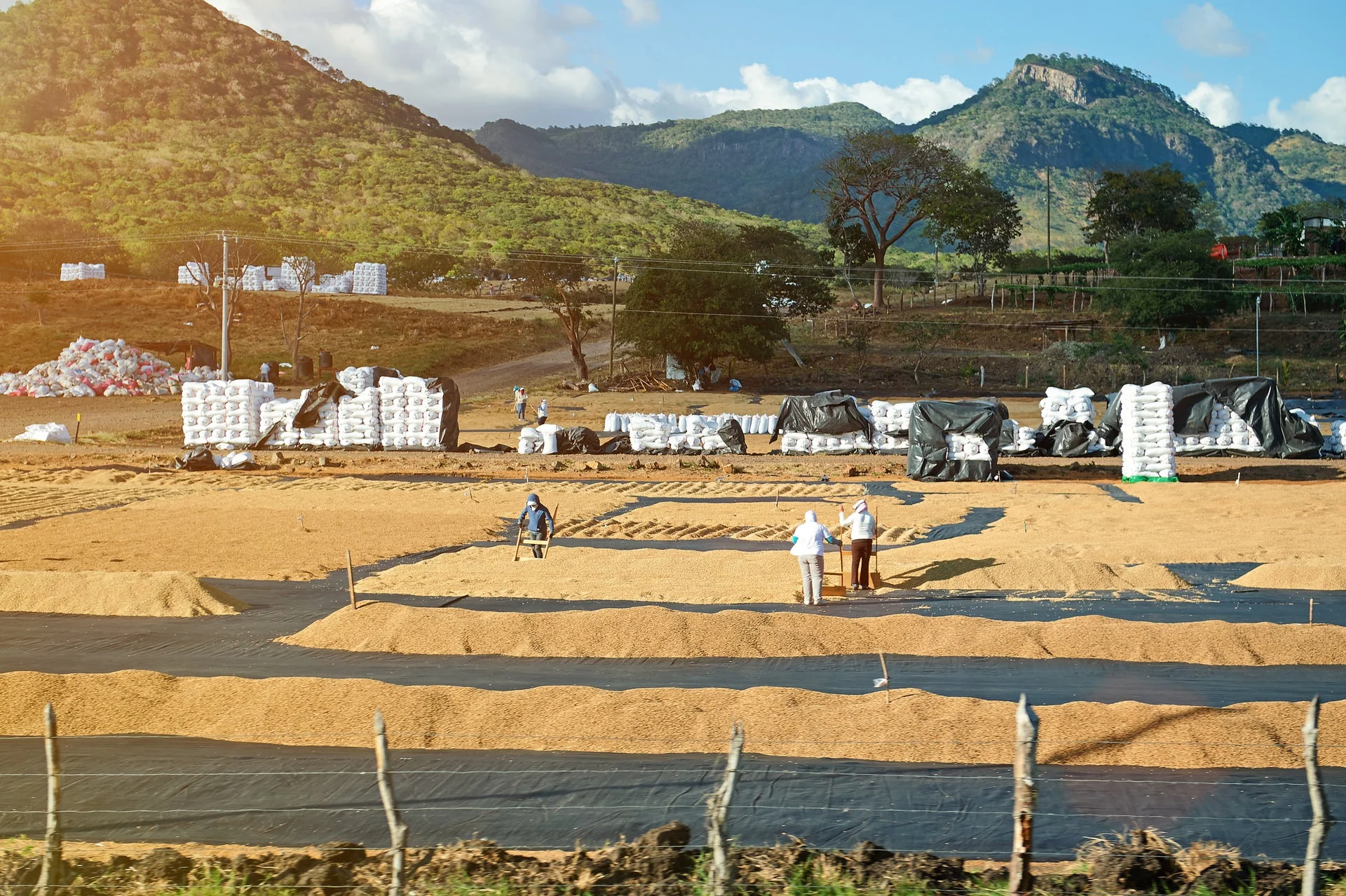 Workers processing grains in a rural landscape