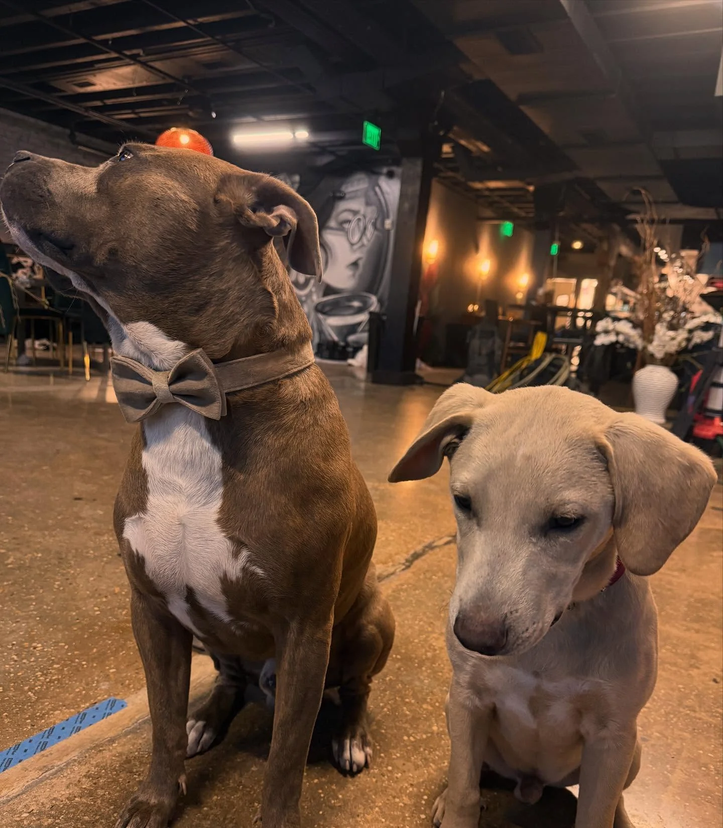 Two dogs sitting in a stylish restaurant interior