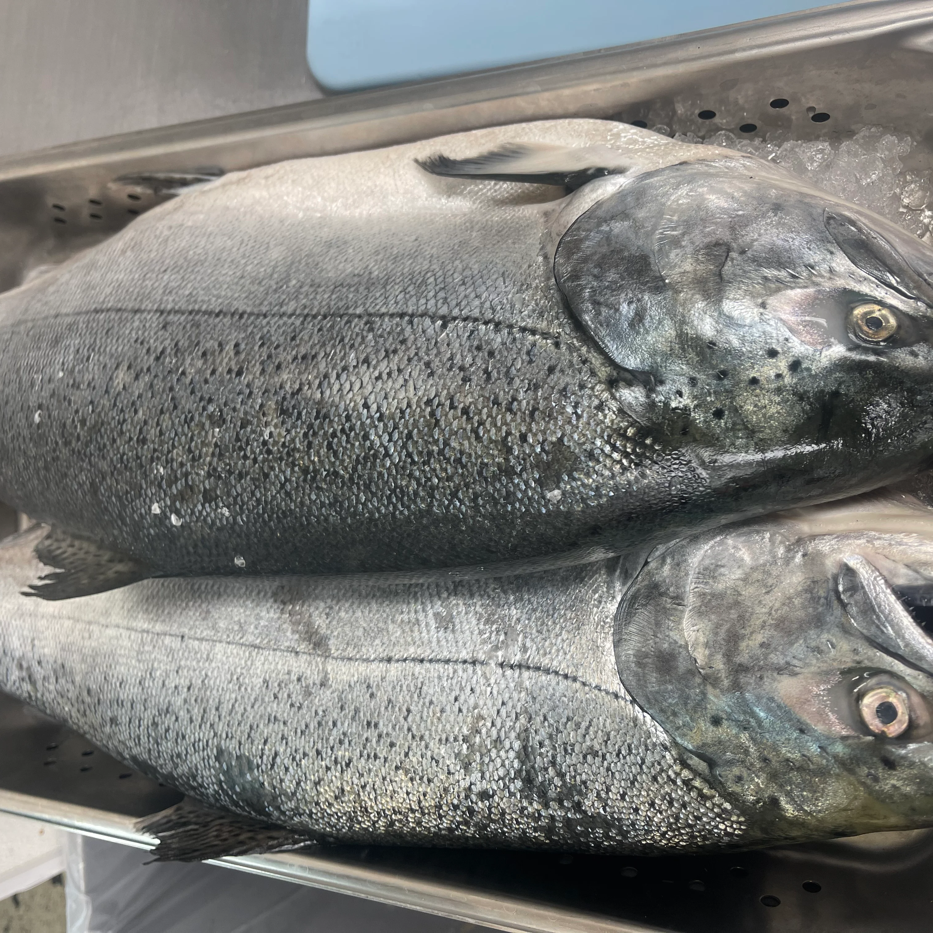 Creative King Salmon, Farmed in sustainable ways in the ocean on the  coast of Canada.