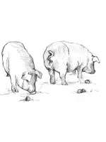 Illustration of two pigs foraging in a field