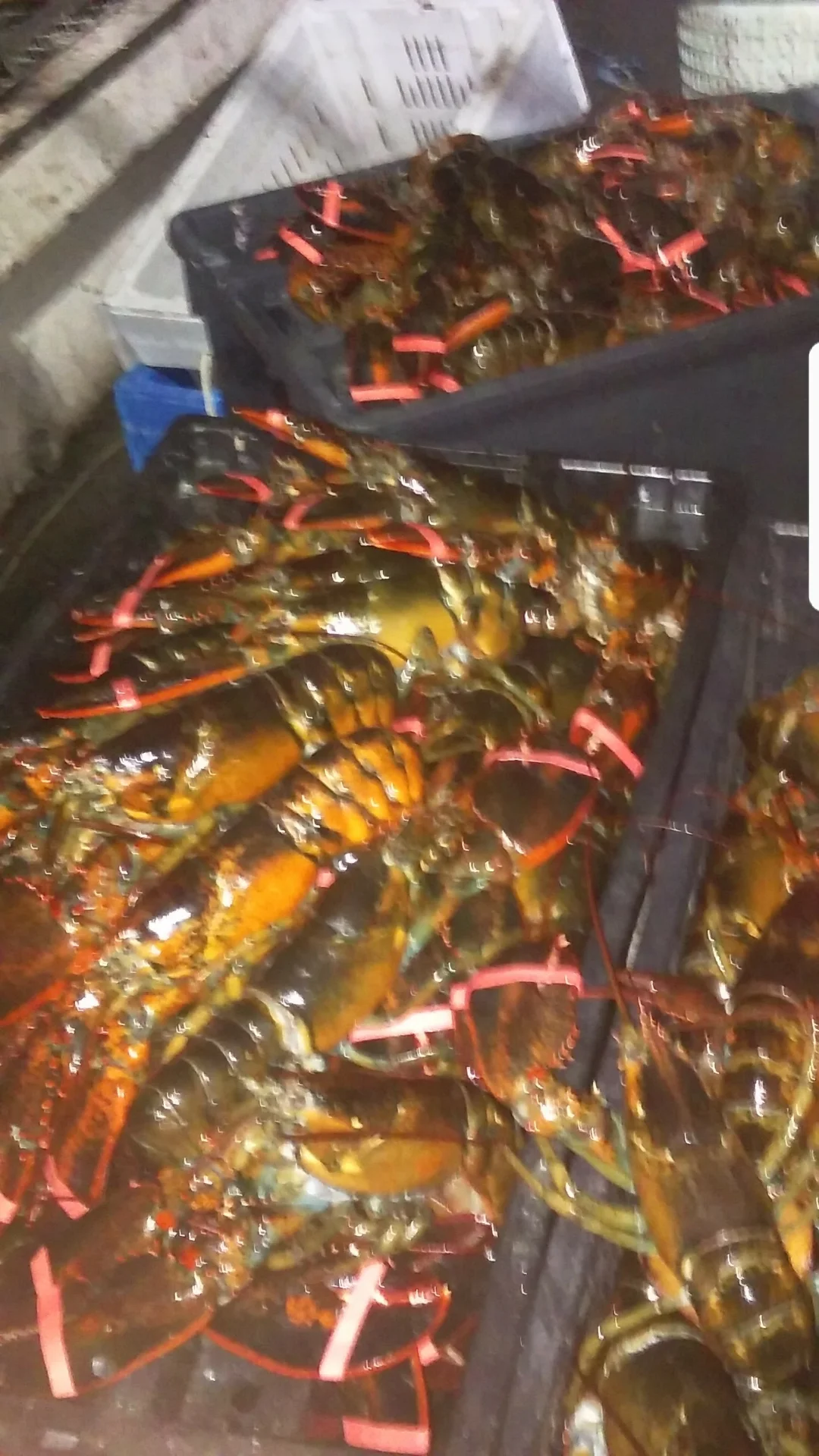 A collection of live lobsters in bins, each secured with rubber bands on their claws.