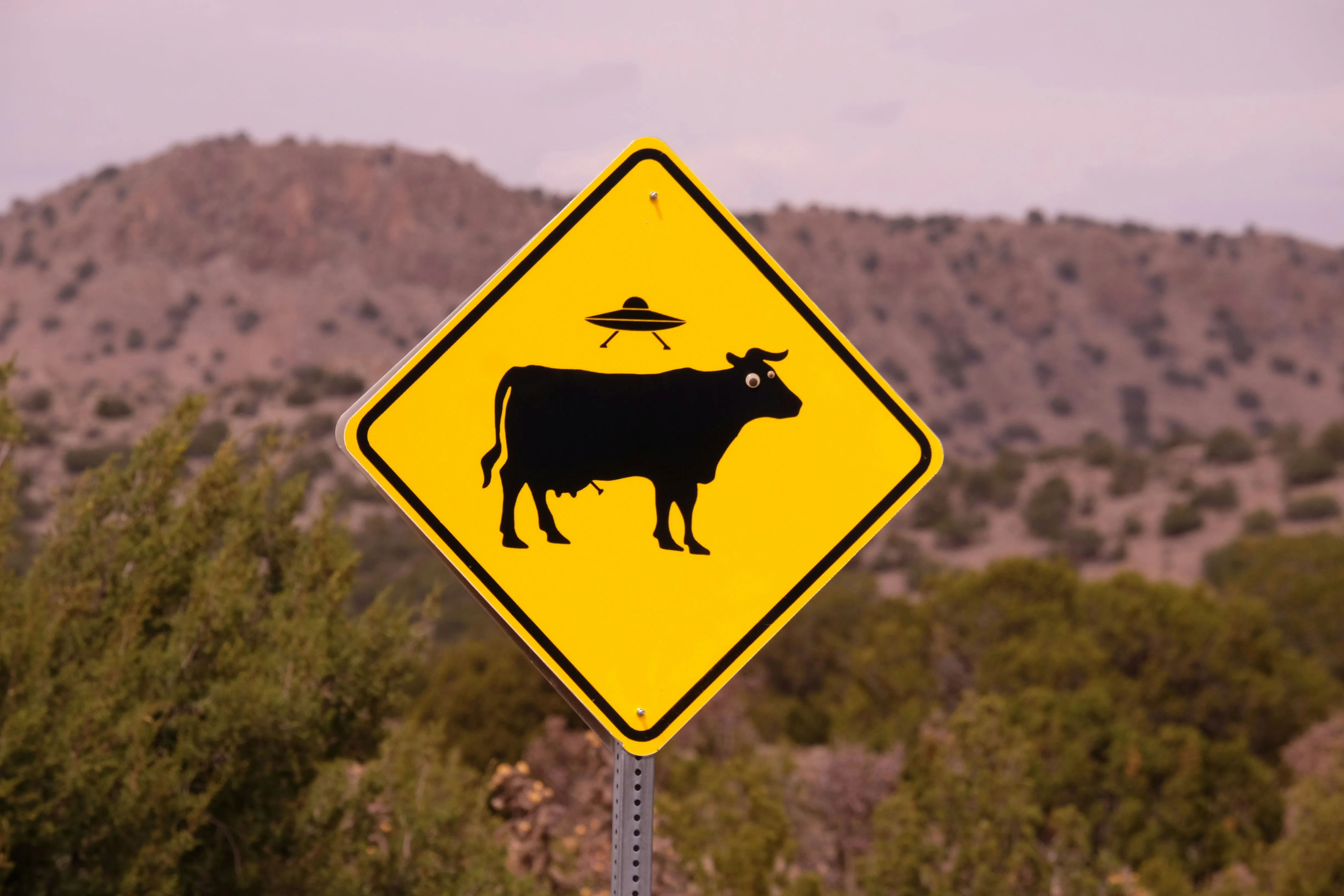 Funny cow crossing sign with UFO in the background