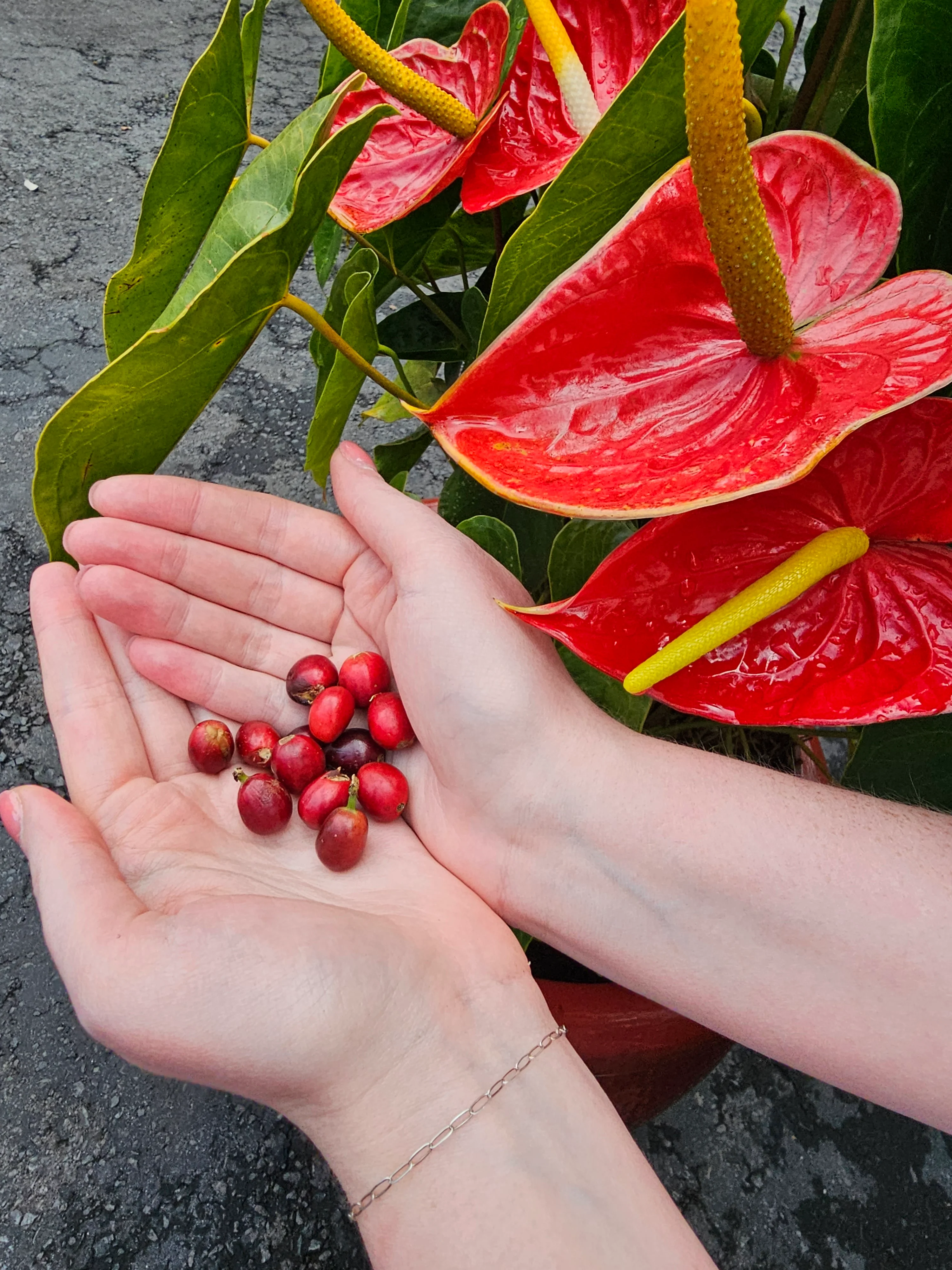 Fresh coffee cherries in hands with vibrant red anthurium flowers