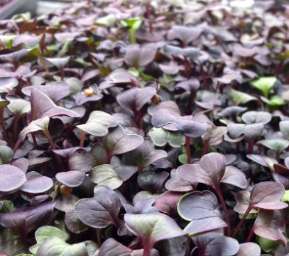 Vibrant microgreens in a lush garden setting