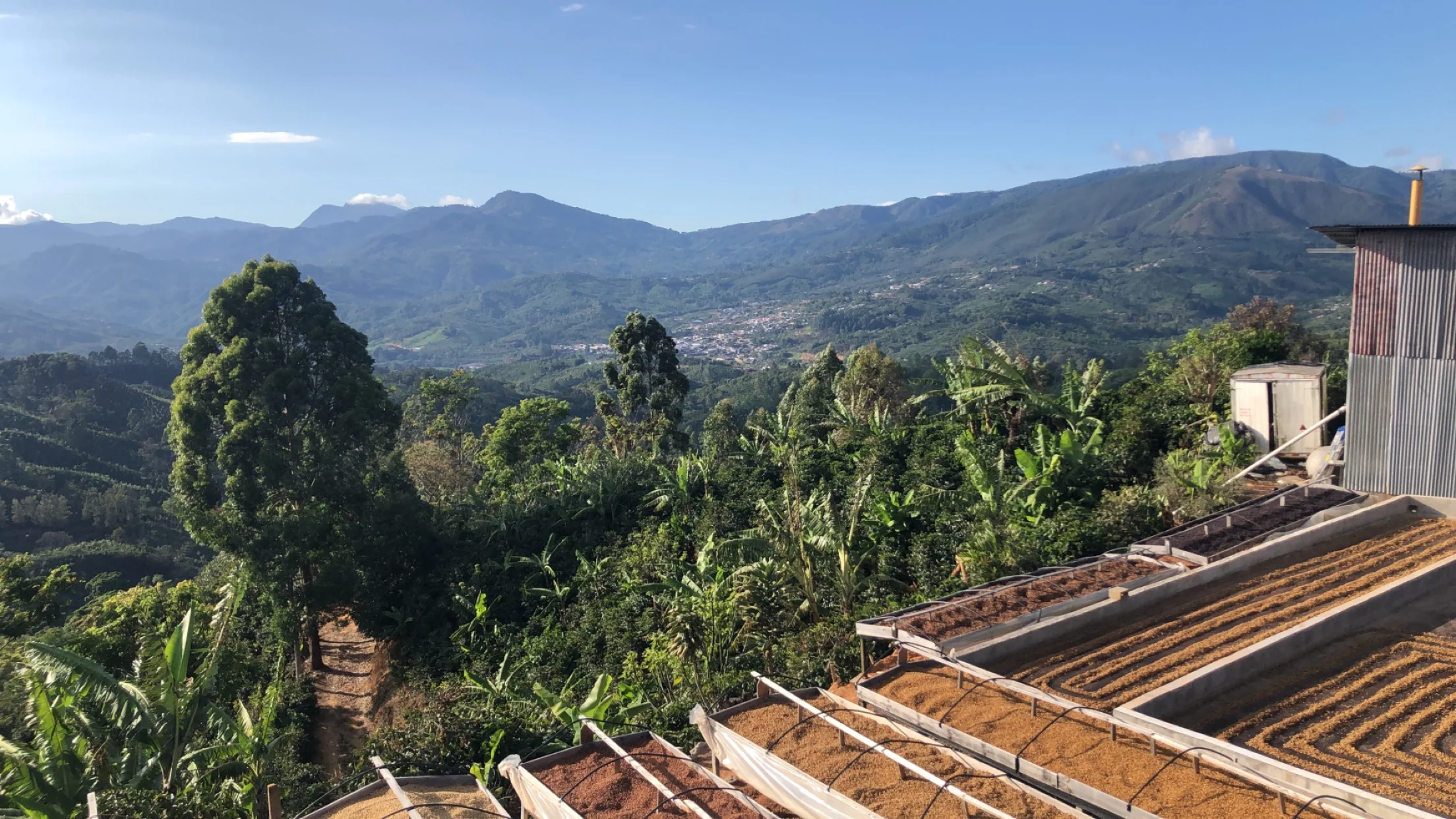 A lush green landscape with drying beds filled with coffee beans in the foreground. Mountains and a clear blue sky create a serene backdrop.