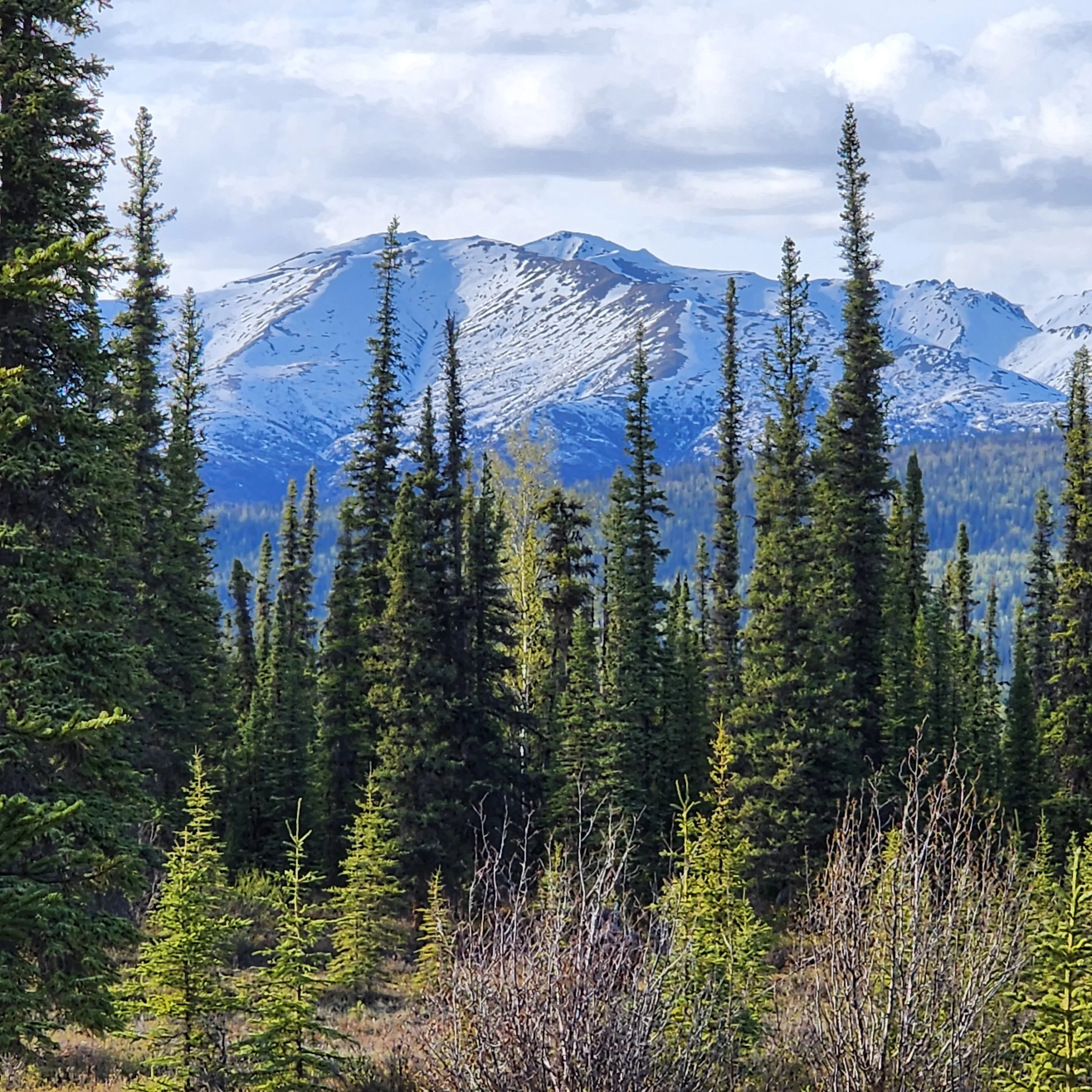 Scenic view of snow-capped mountains and evergreen trees