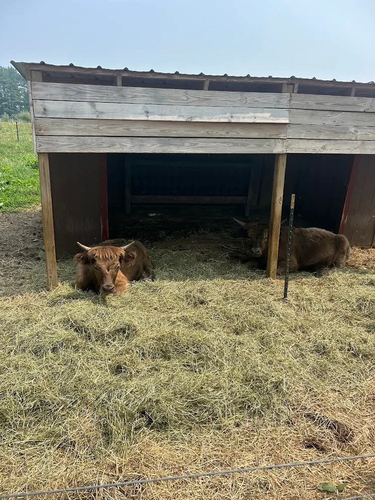 Highland cattle resting in a barn with hay